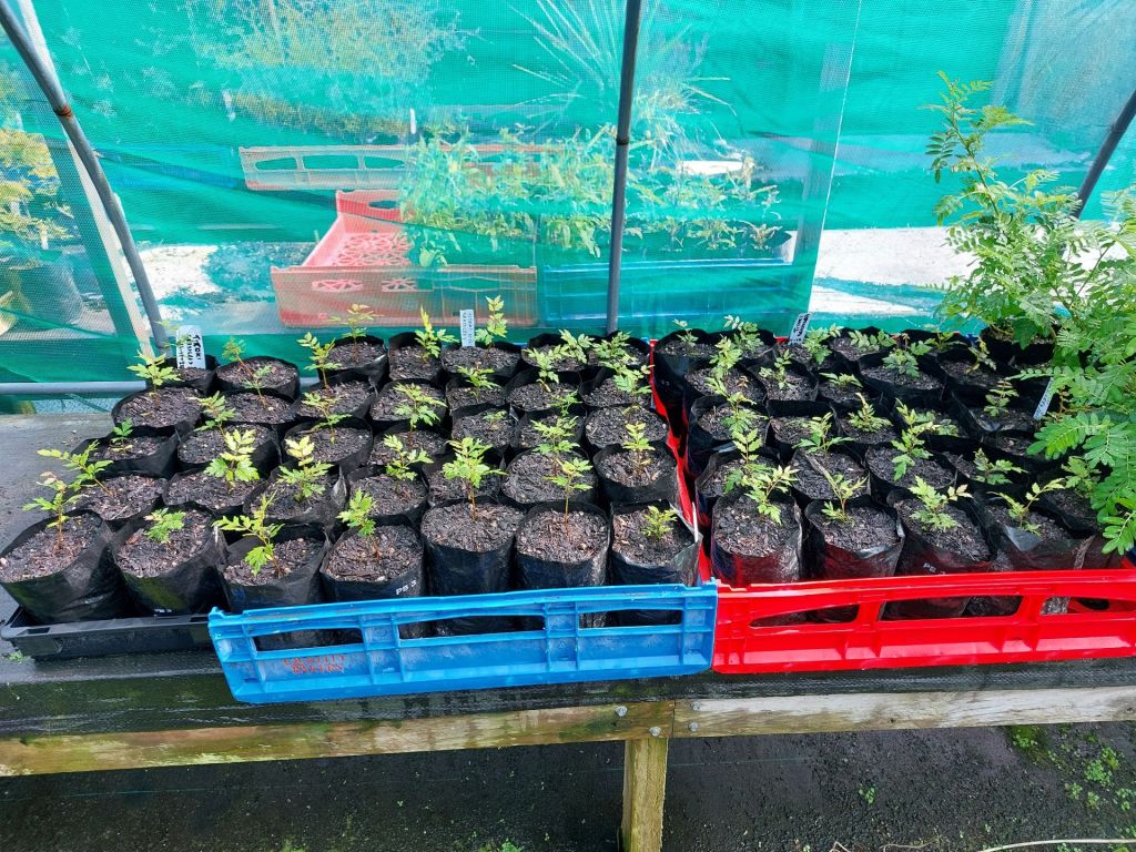 ry working bee April 2025 potting up