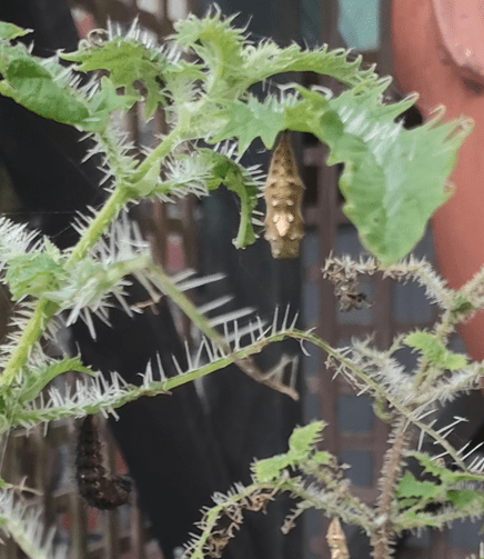 Sting nettle ongaonga with an admiral butterfly pupa