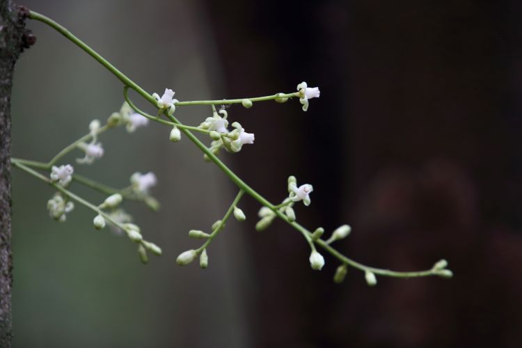 Kohekohe flowering time!