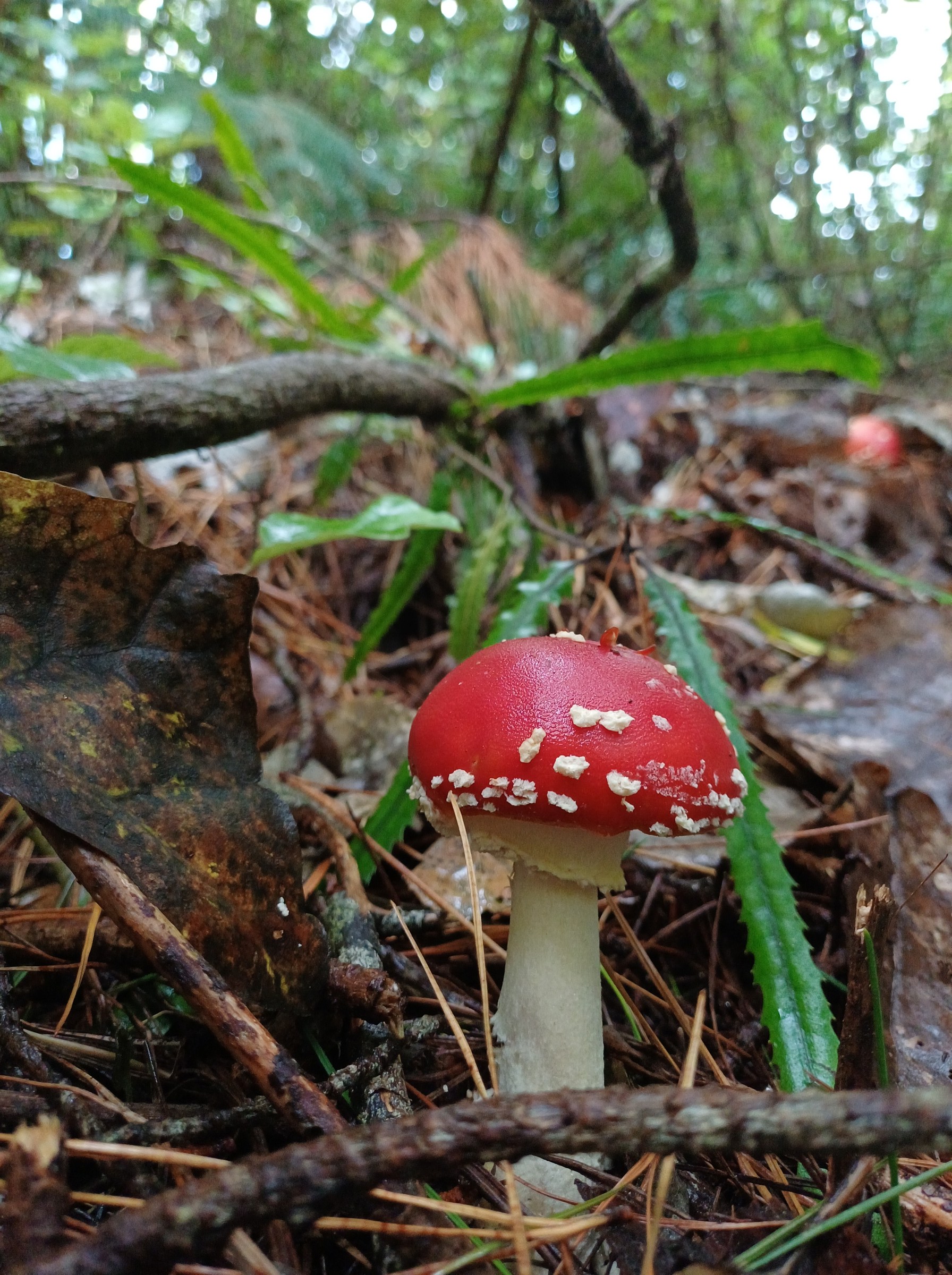 Fly agaric