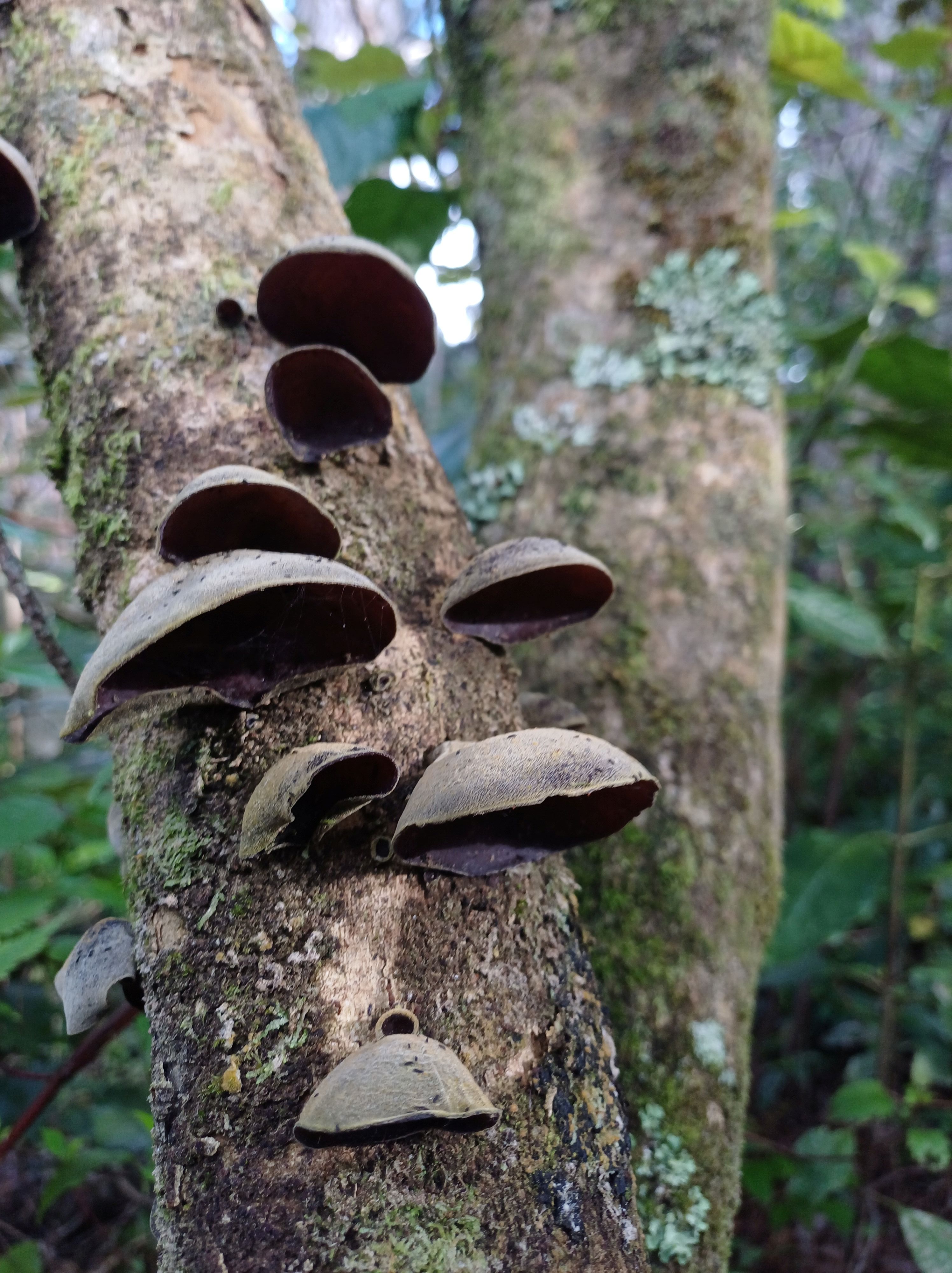 Ear fungus Forest of Tawa