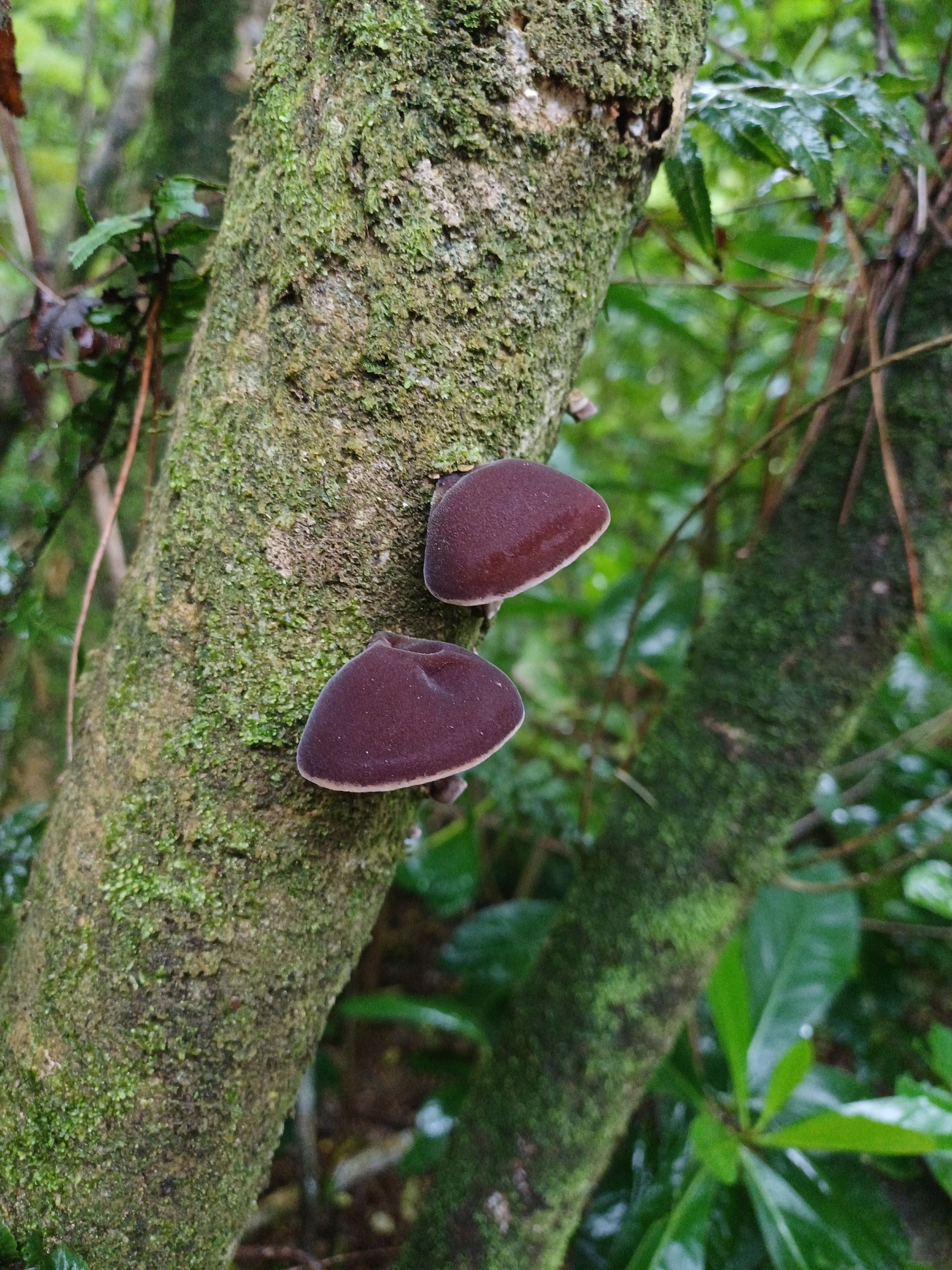 Ear fungus