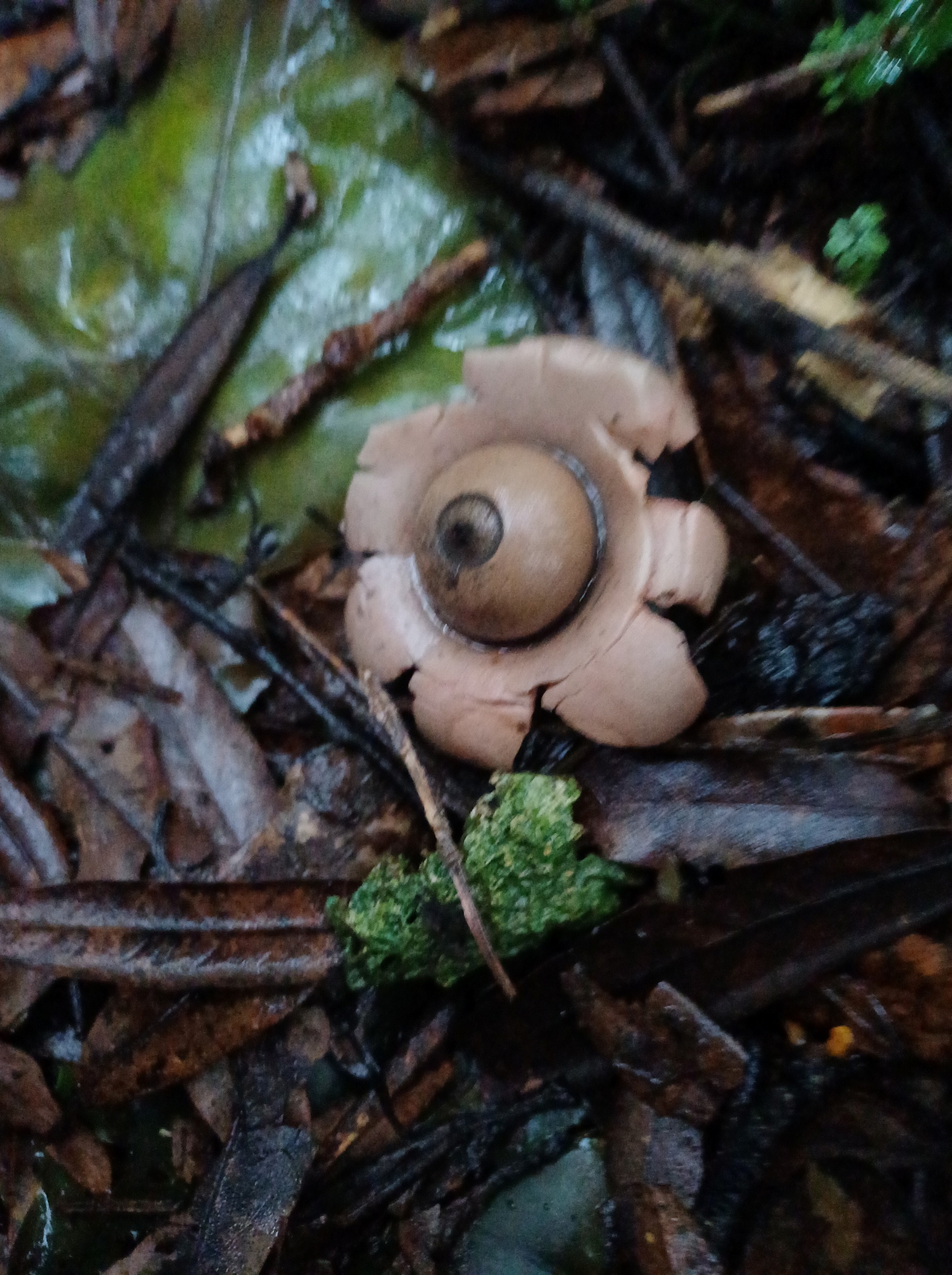 Earthstar