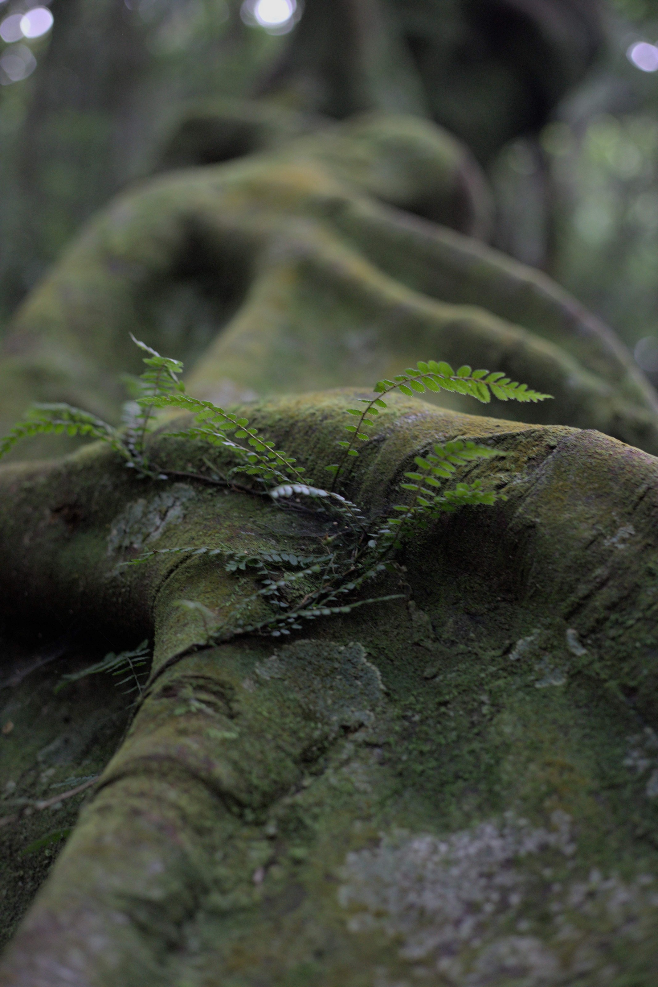 Fern on Tawa at Redwood bush