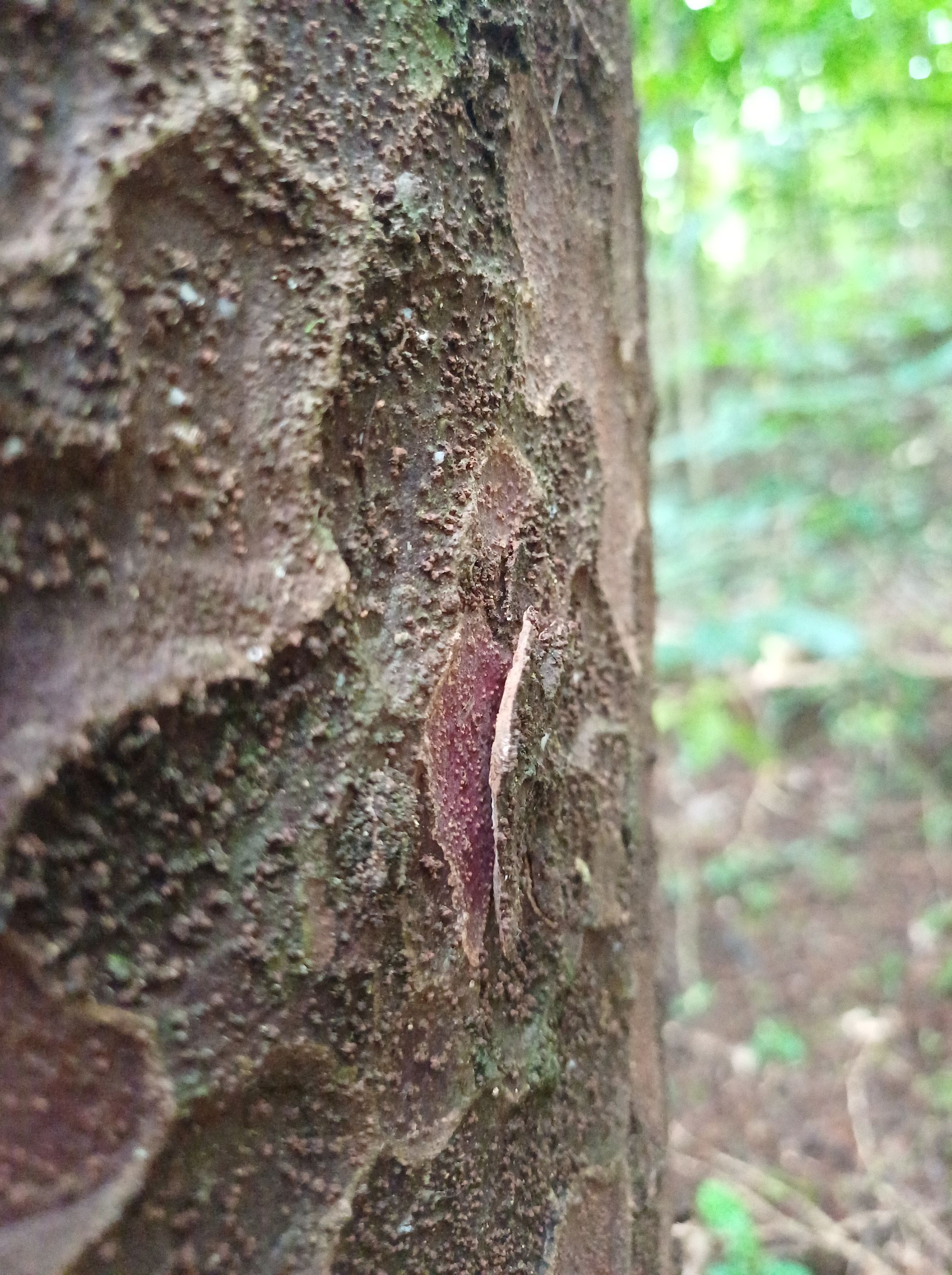 Flaking bark on Mataī