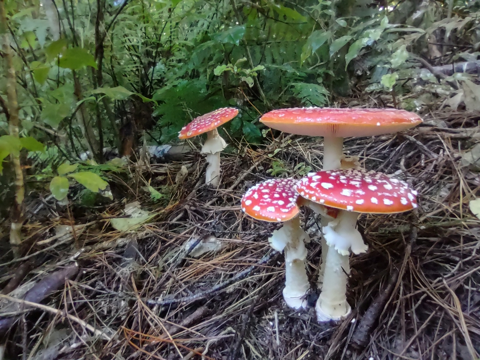 Fly agaric group