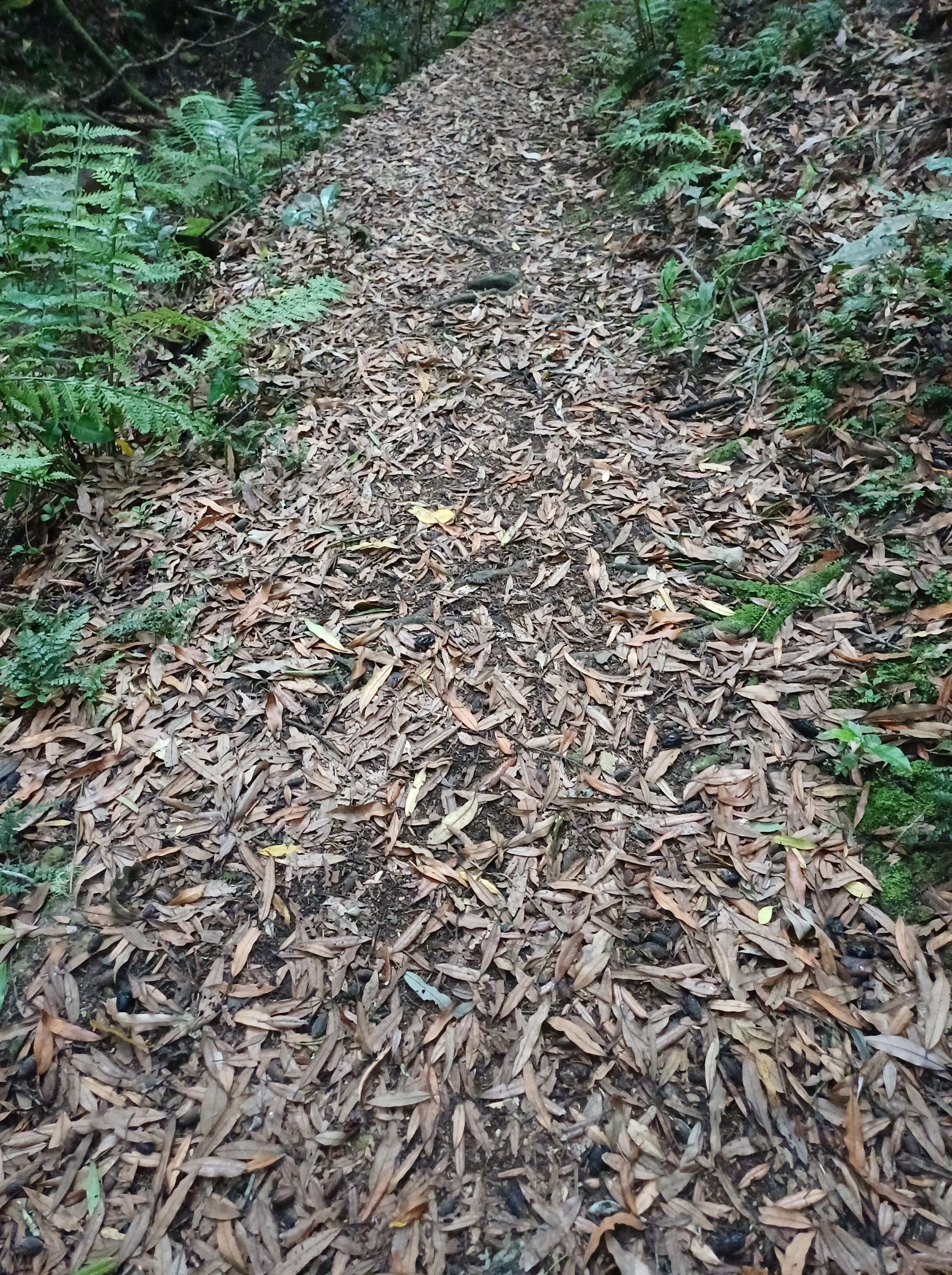 Forest floor Tawa leaves Larsen Cres Reserve 2025