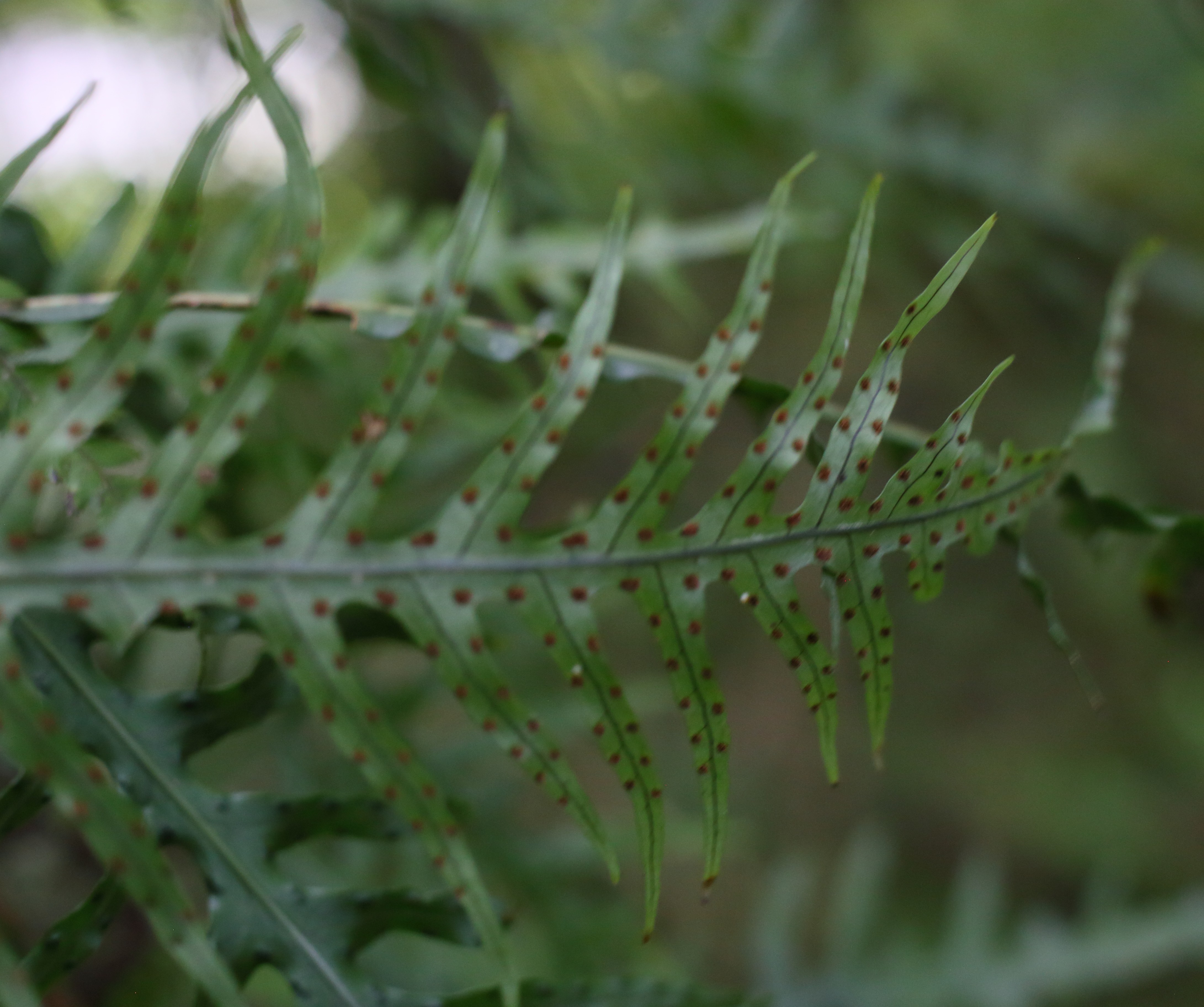 fragrant fern