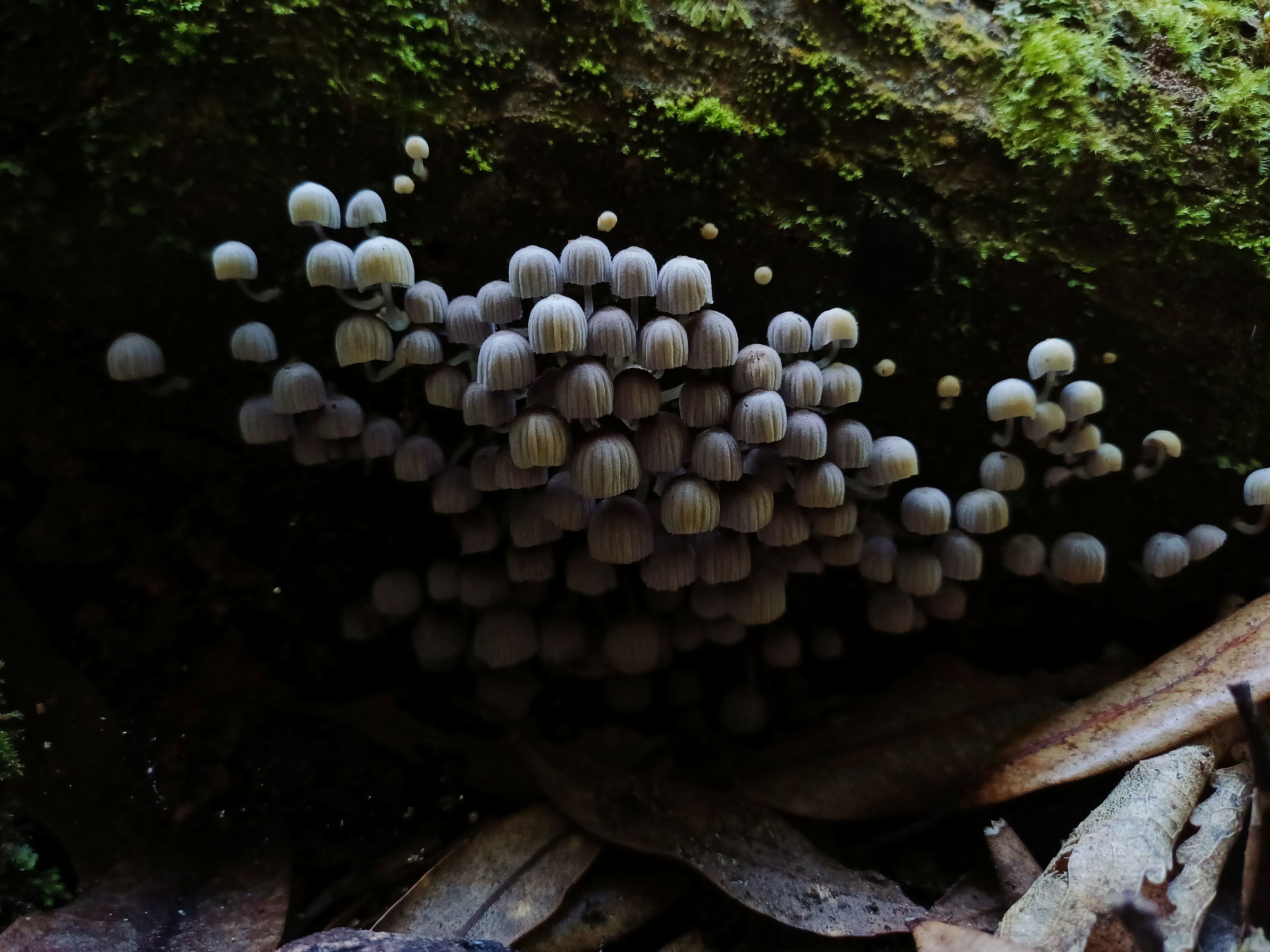fungi Wilf Mexted