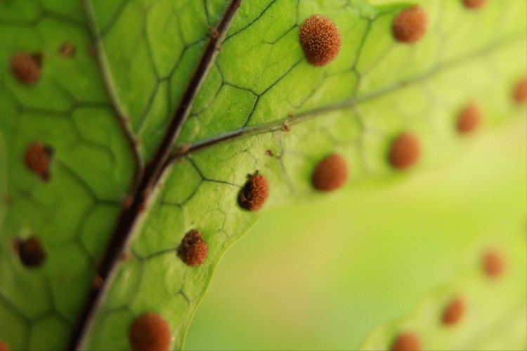 Hound's tongue closeup