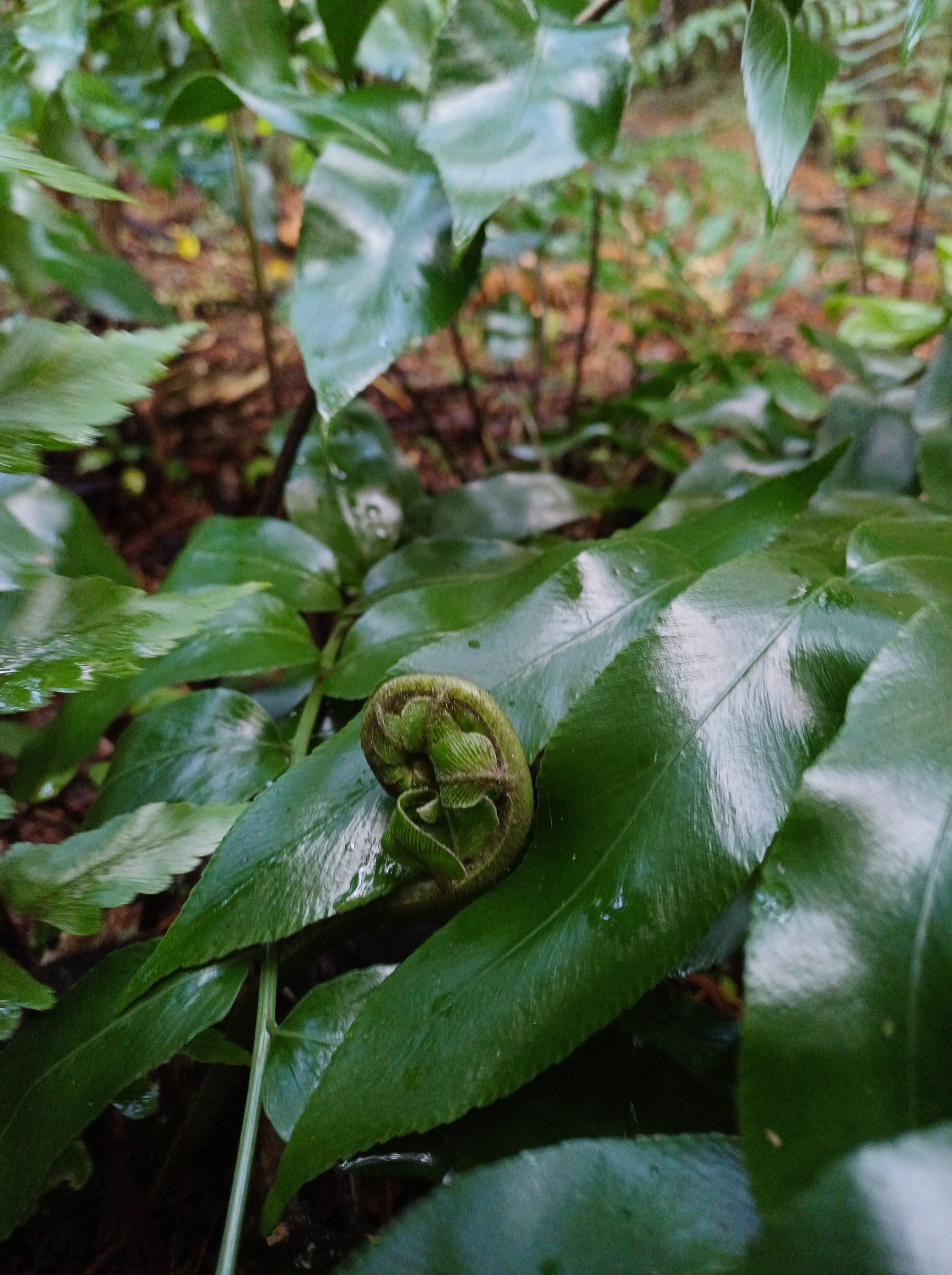 huruhuruwhenua - shining spleenwort
