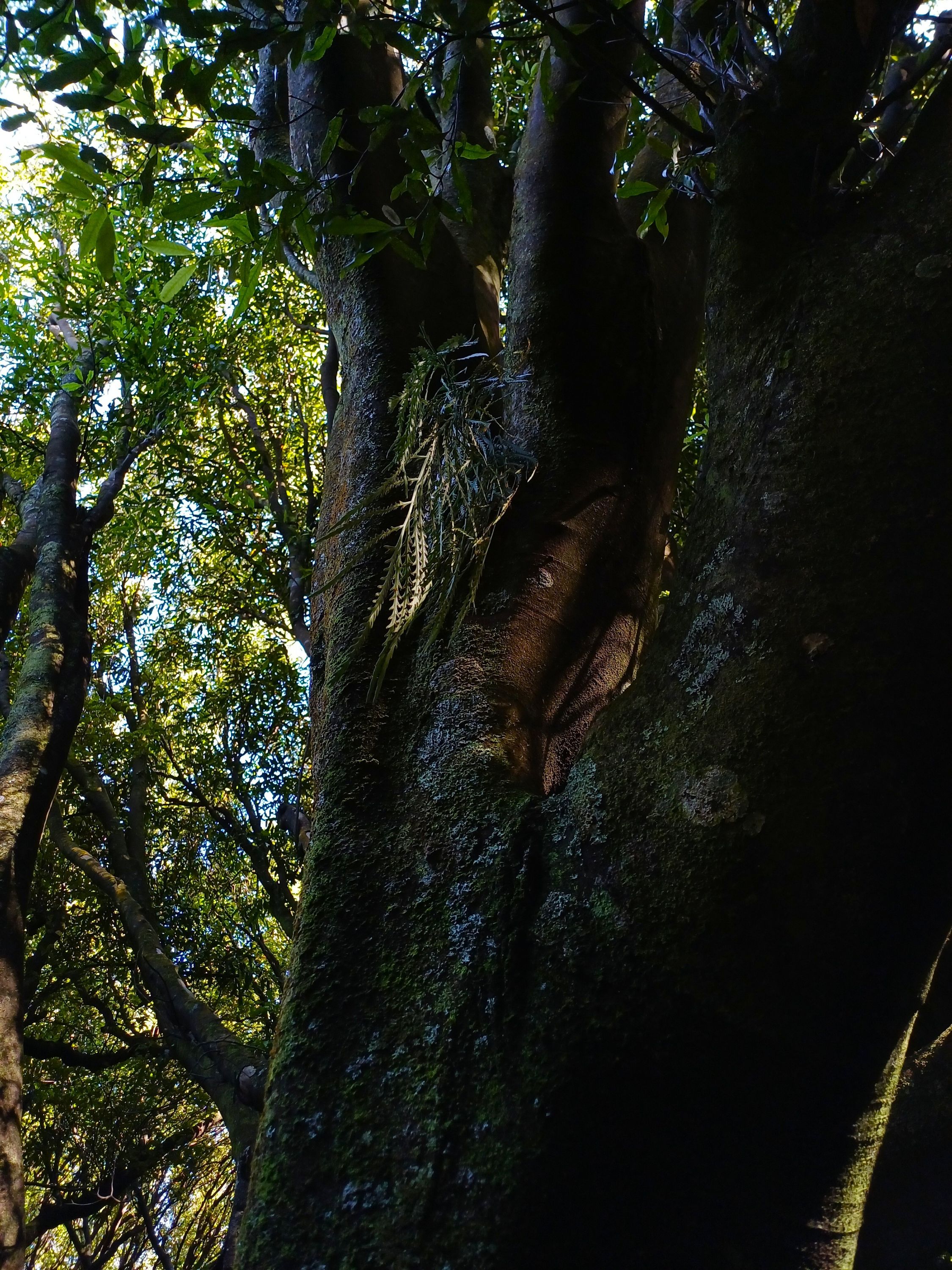 Hanging spleenwort