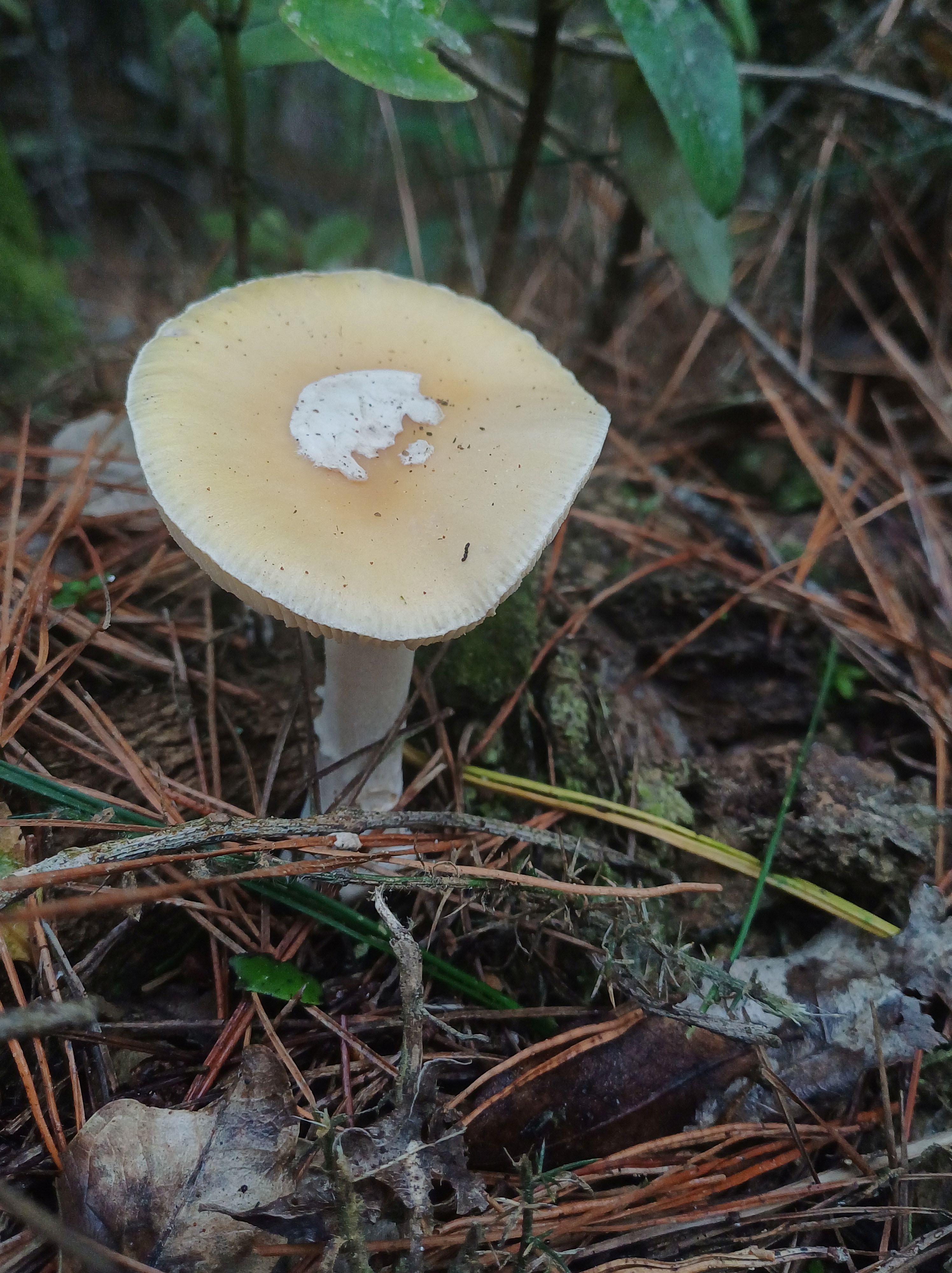 Jewelled Amanita