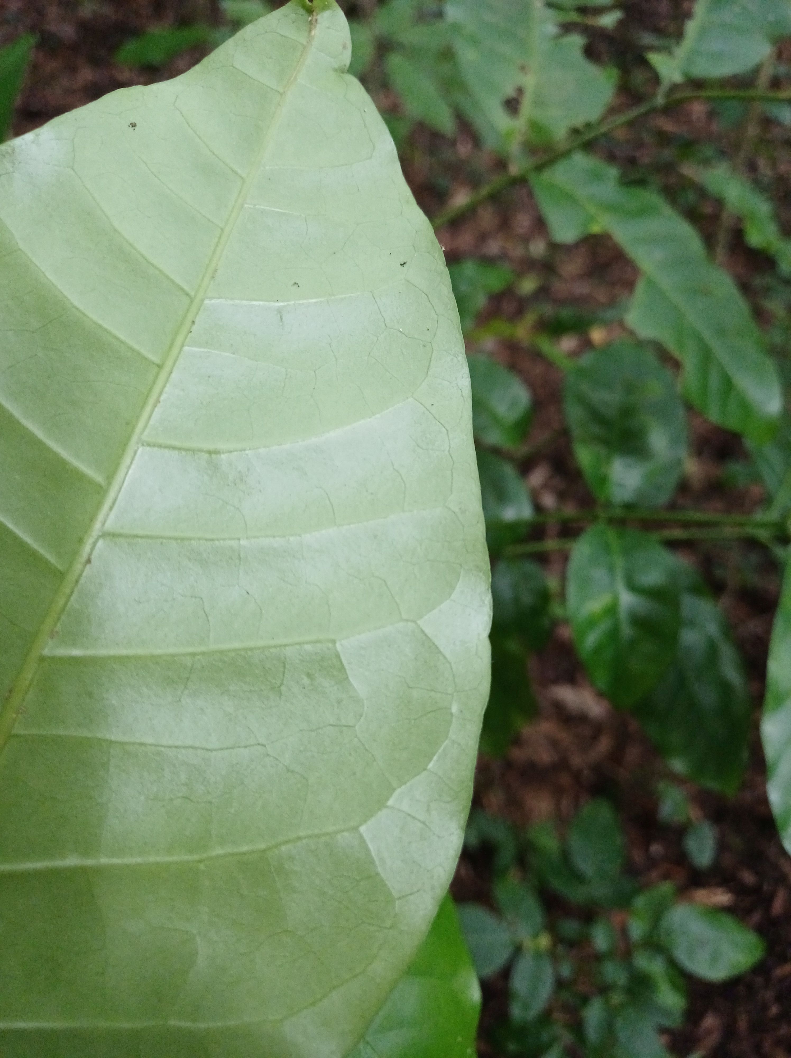 kohekohe Larsen Cres Reserve 2025