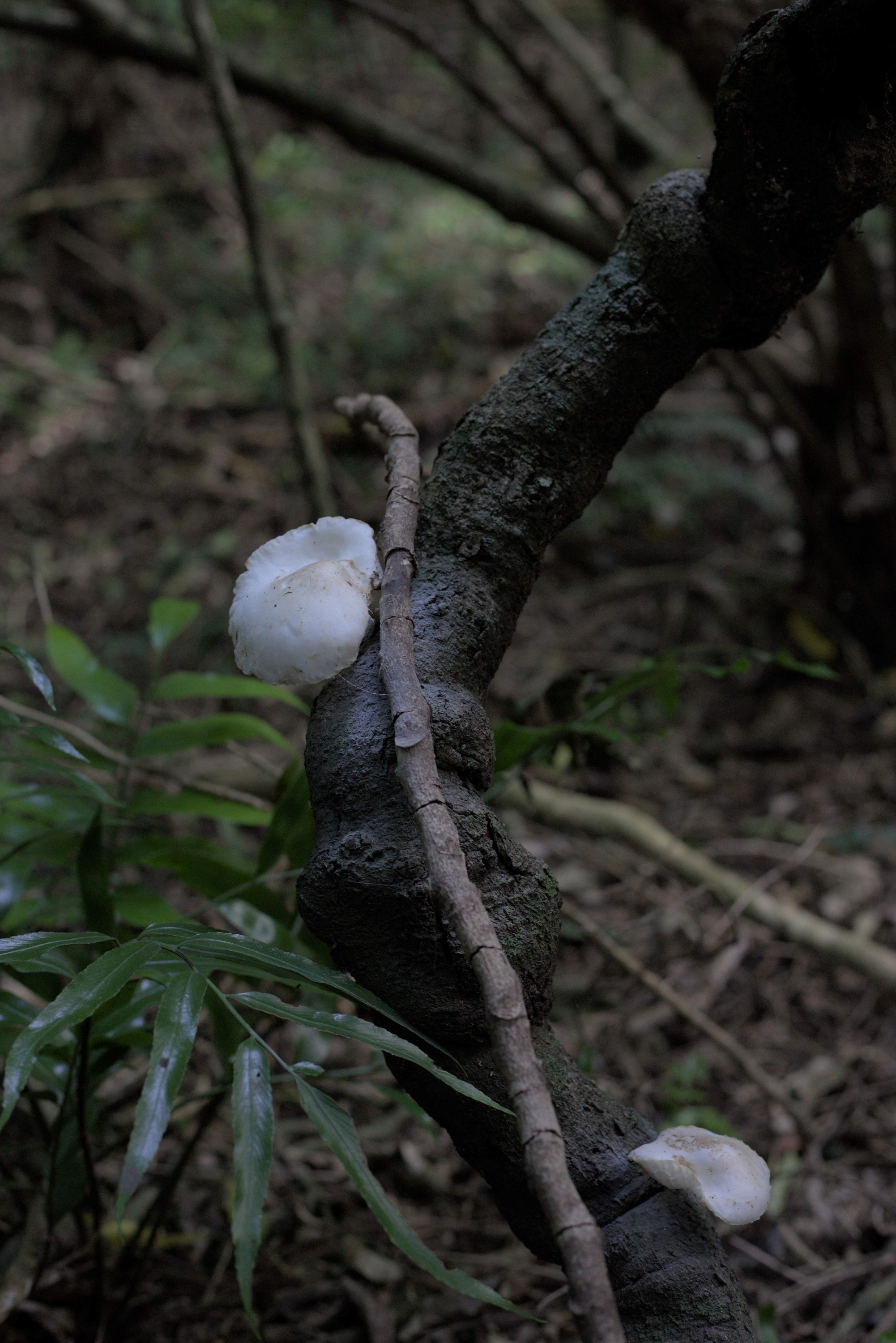 mushrooms on kōhia