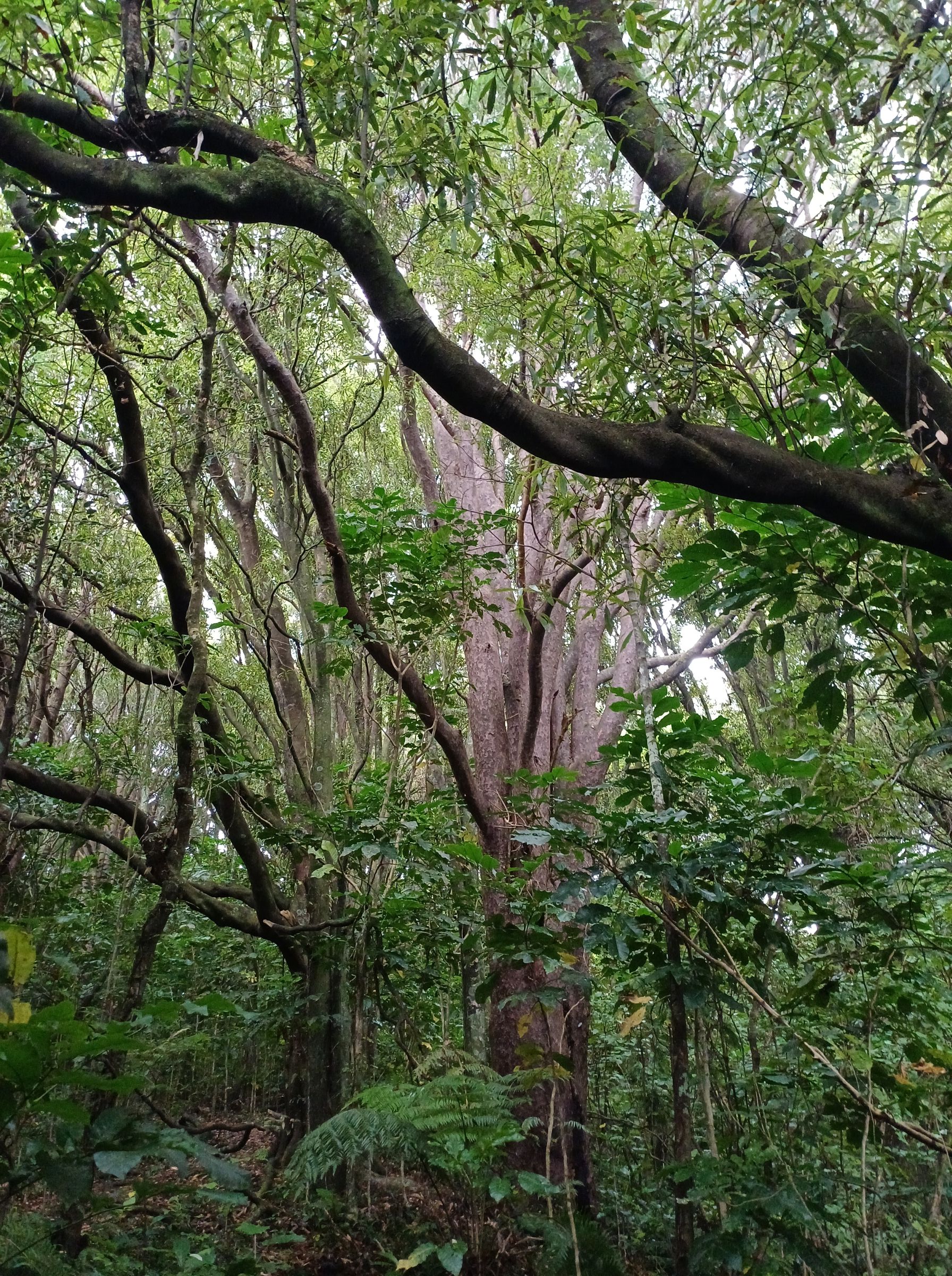 Mataī and Tawa Larsen Cres Reserve 2025