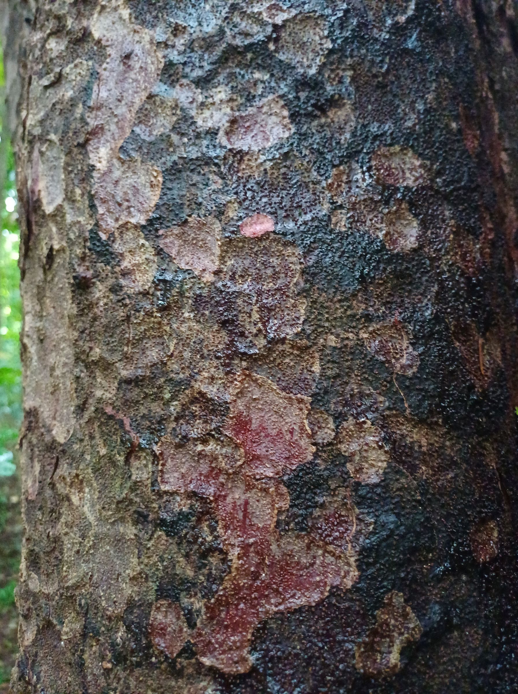Mataī bark after rain Larsen Cres Reserve