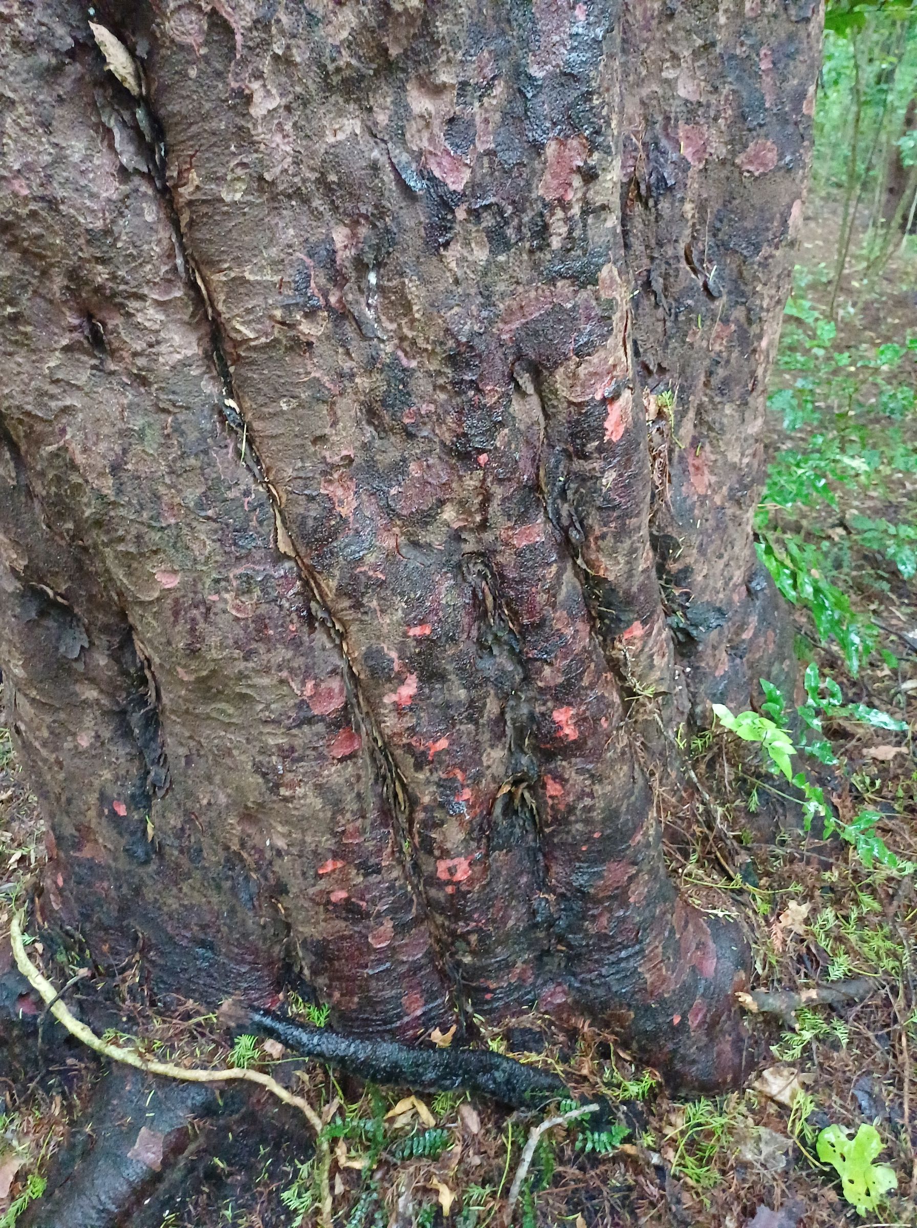 Mataī bark showing red after rain