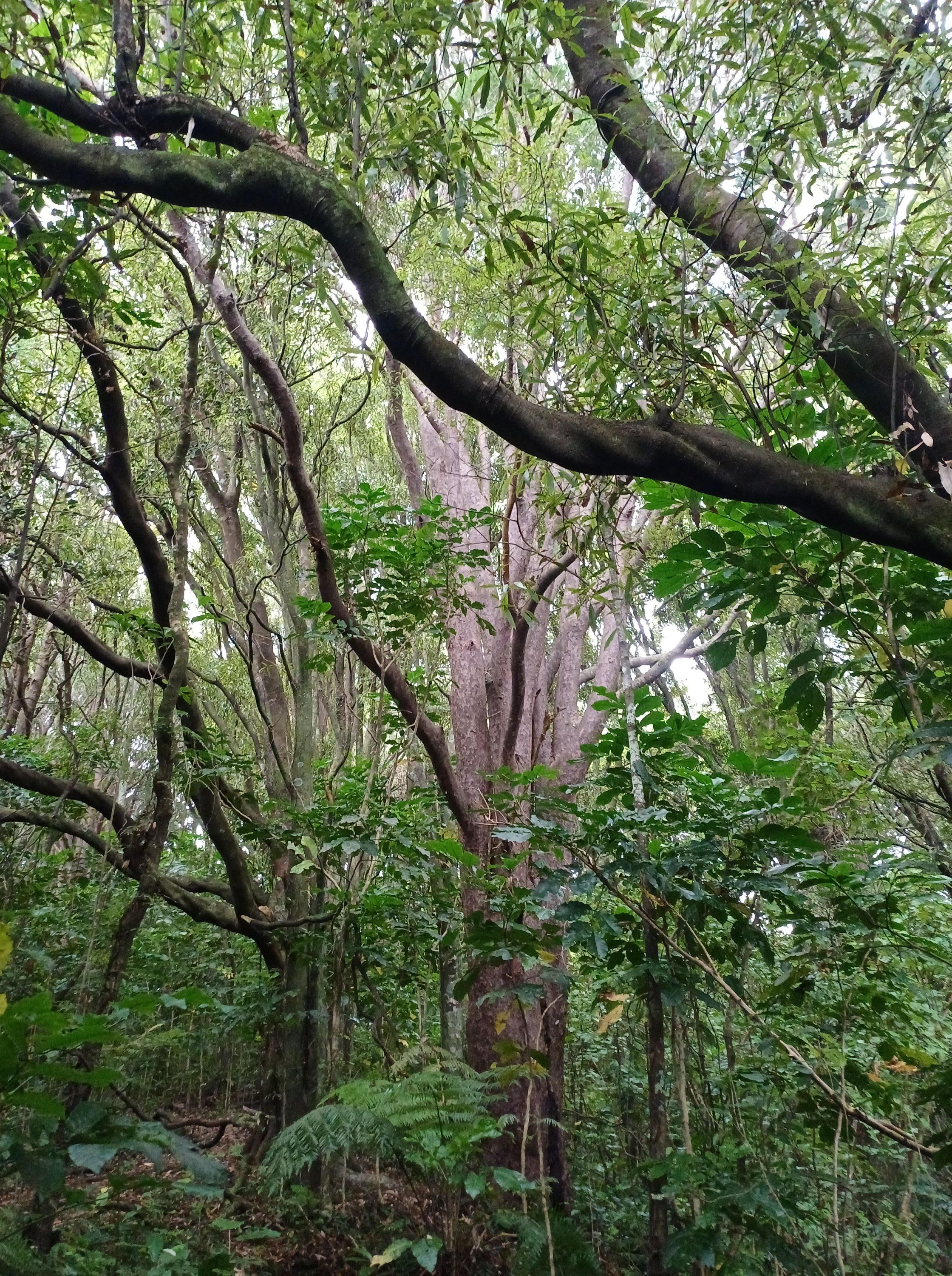 mataī tawa and understory Larsen Cres Reserve 2025