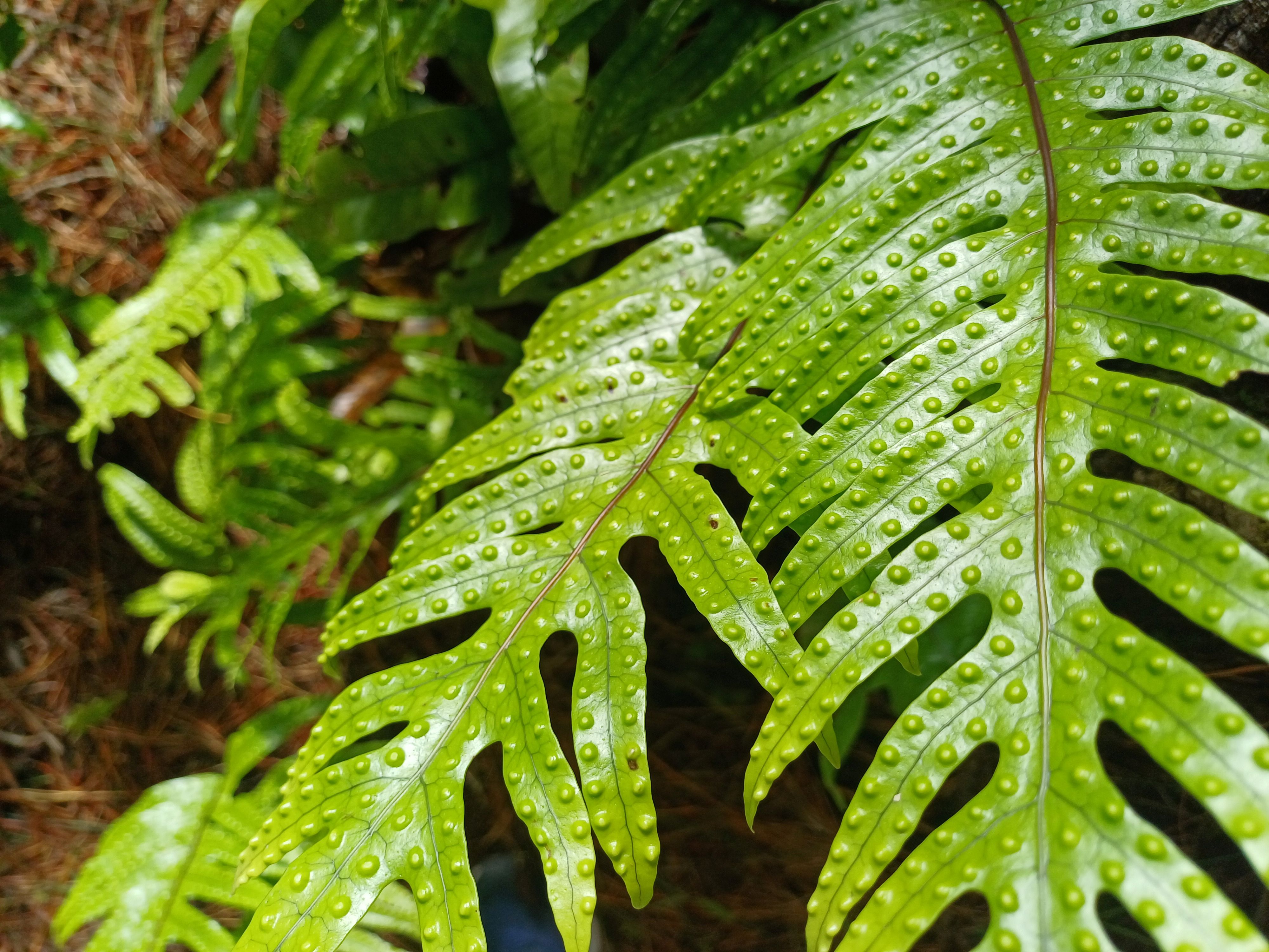 microsorum pustulatum