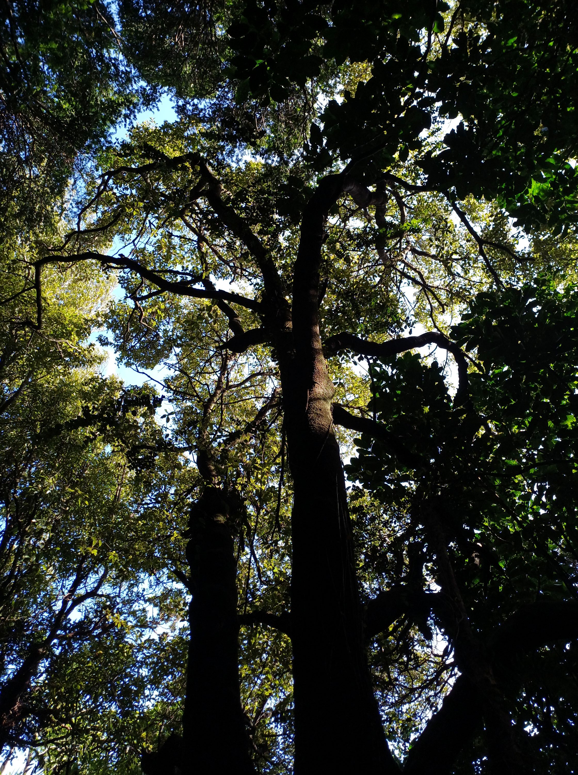 Miro Wilf Mexted Aug 2024