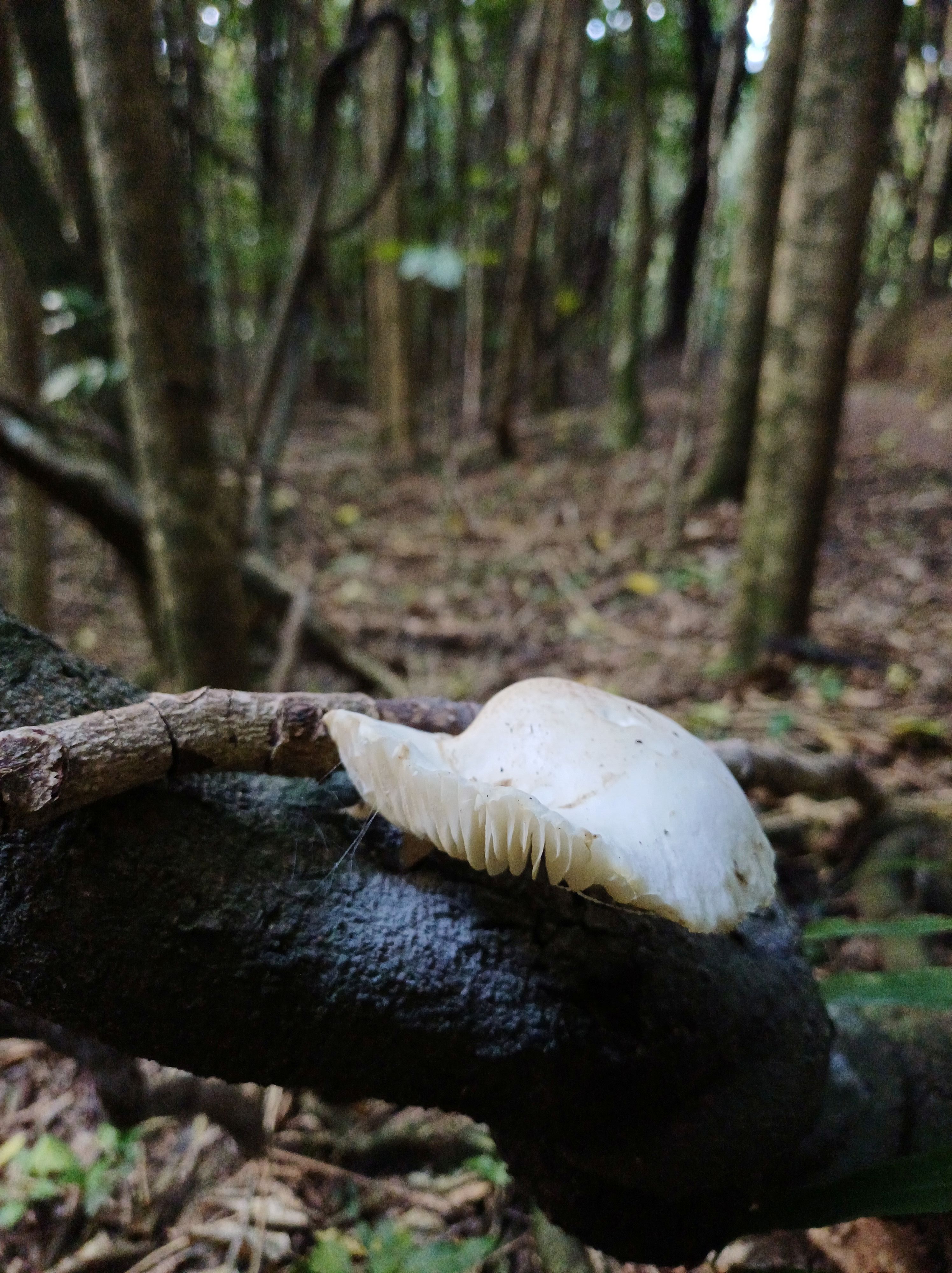 mushroom on kōhia