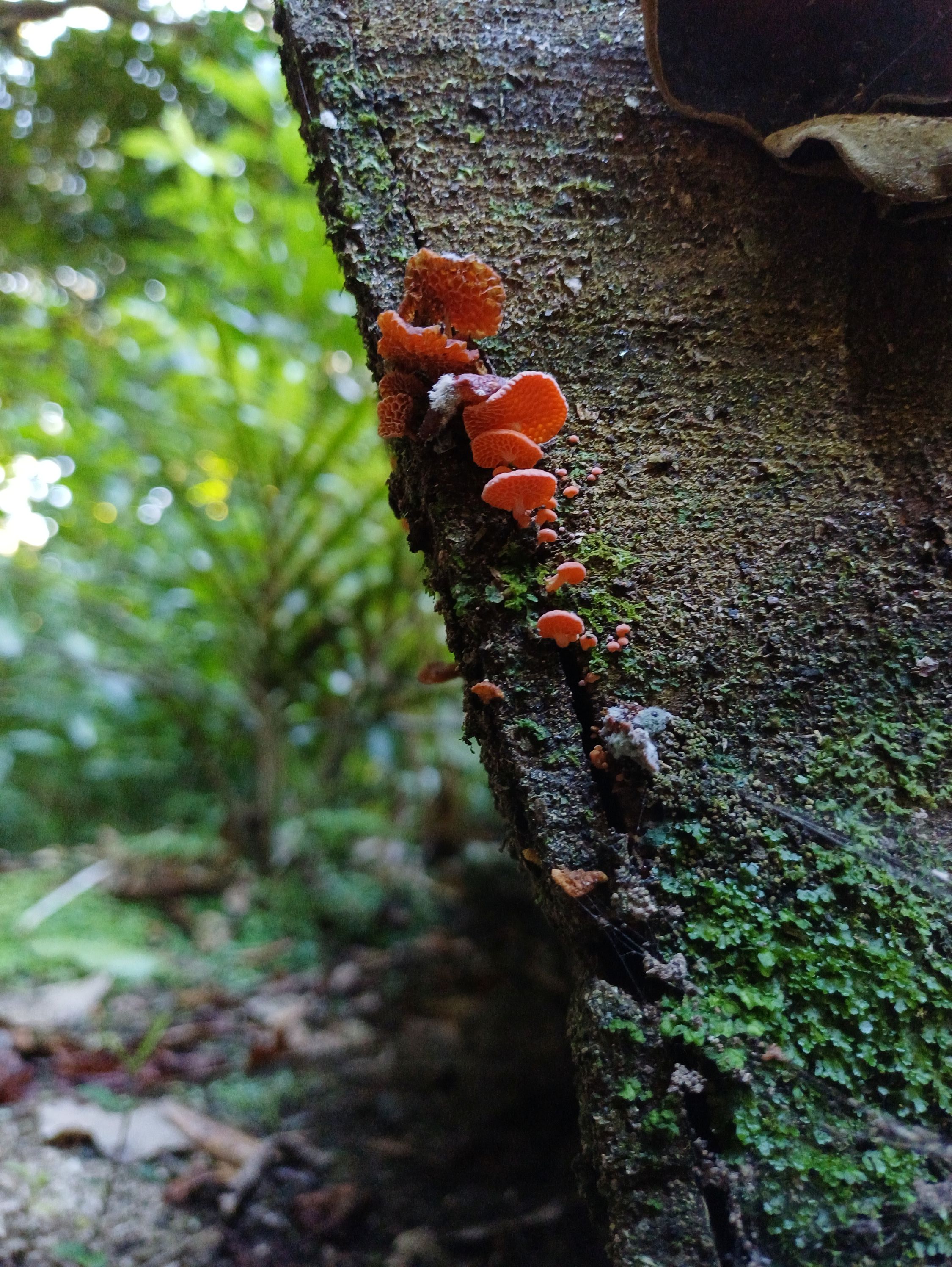 orange pore and ear fungi