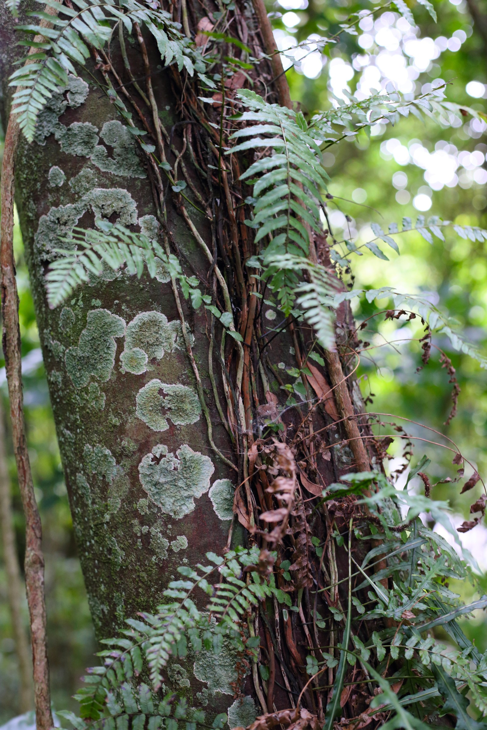 pānako - thread fern