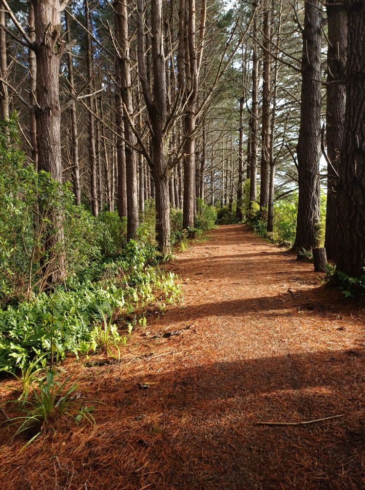 Pines and new plantings