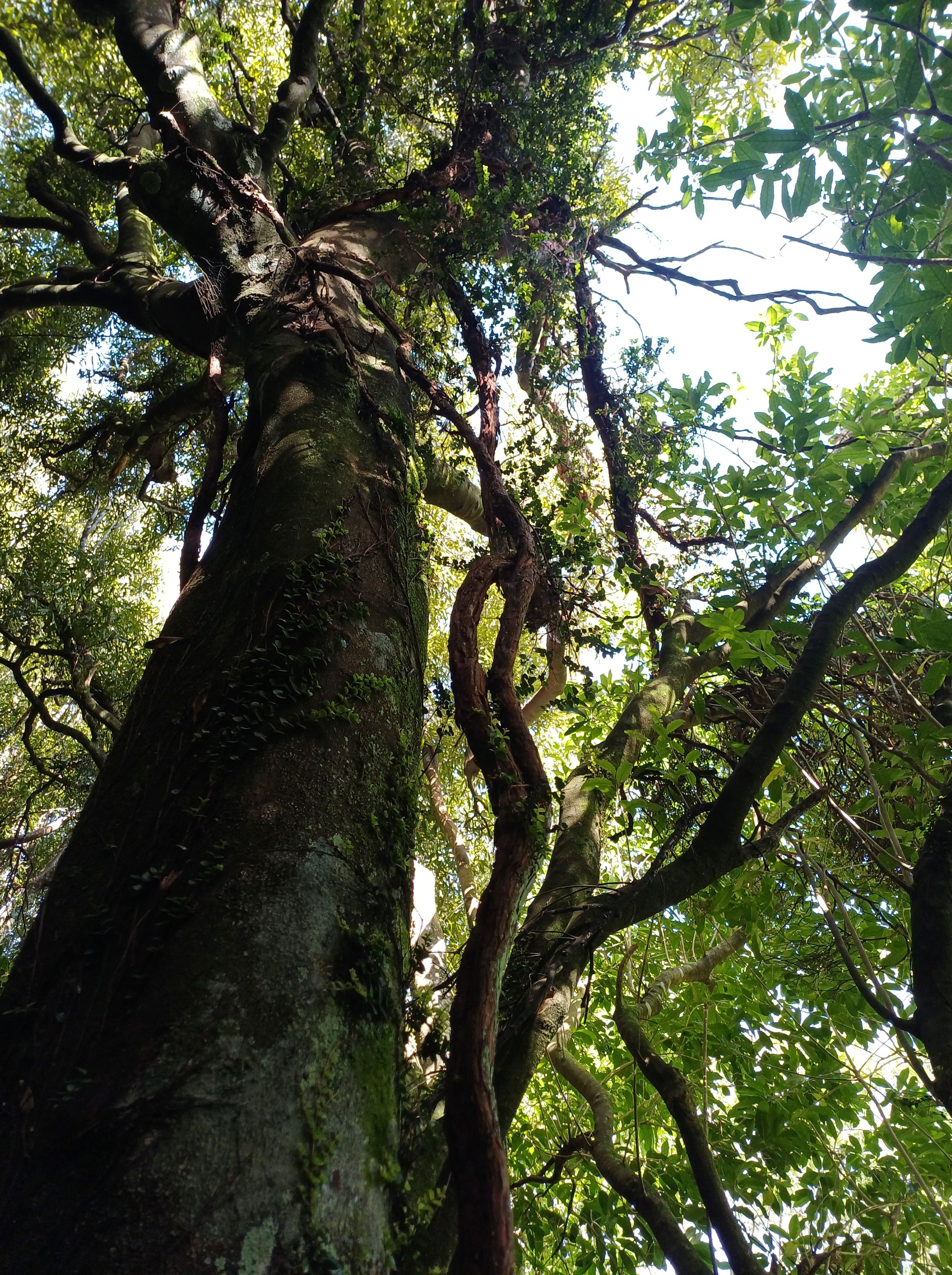 Rātā vine climbing up a Tawa tree