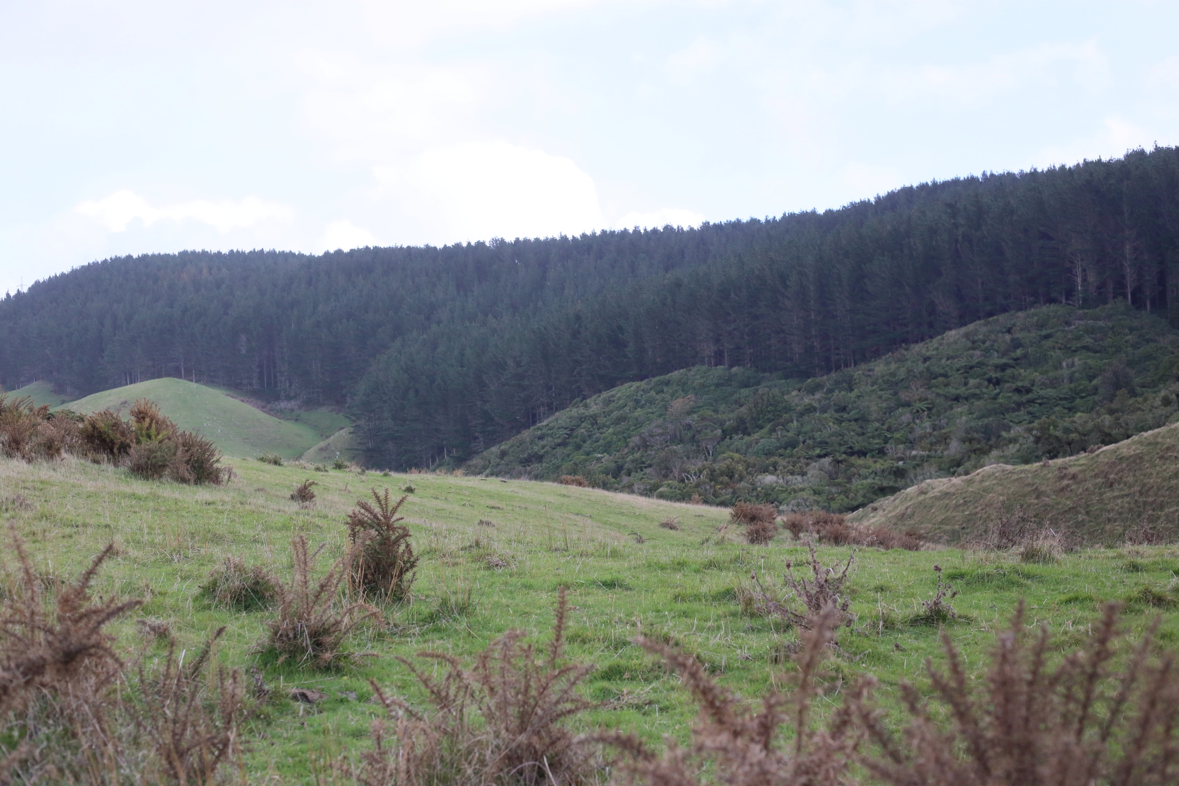 Redwood Bush 2025 farmland view at top