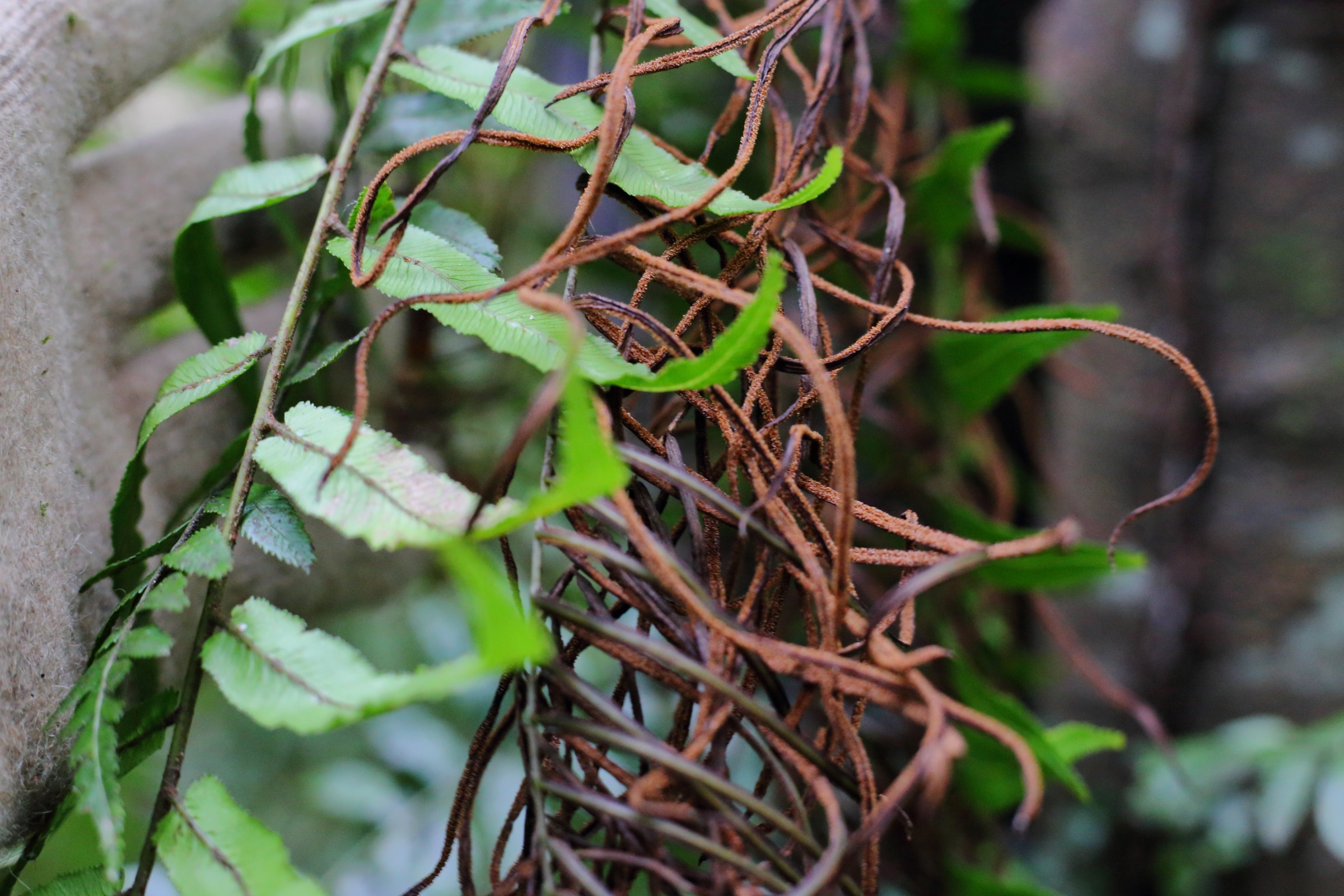 Redwood Bush 2025 thread fern