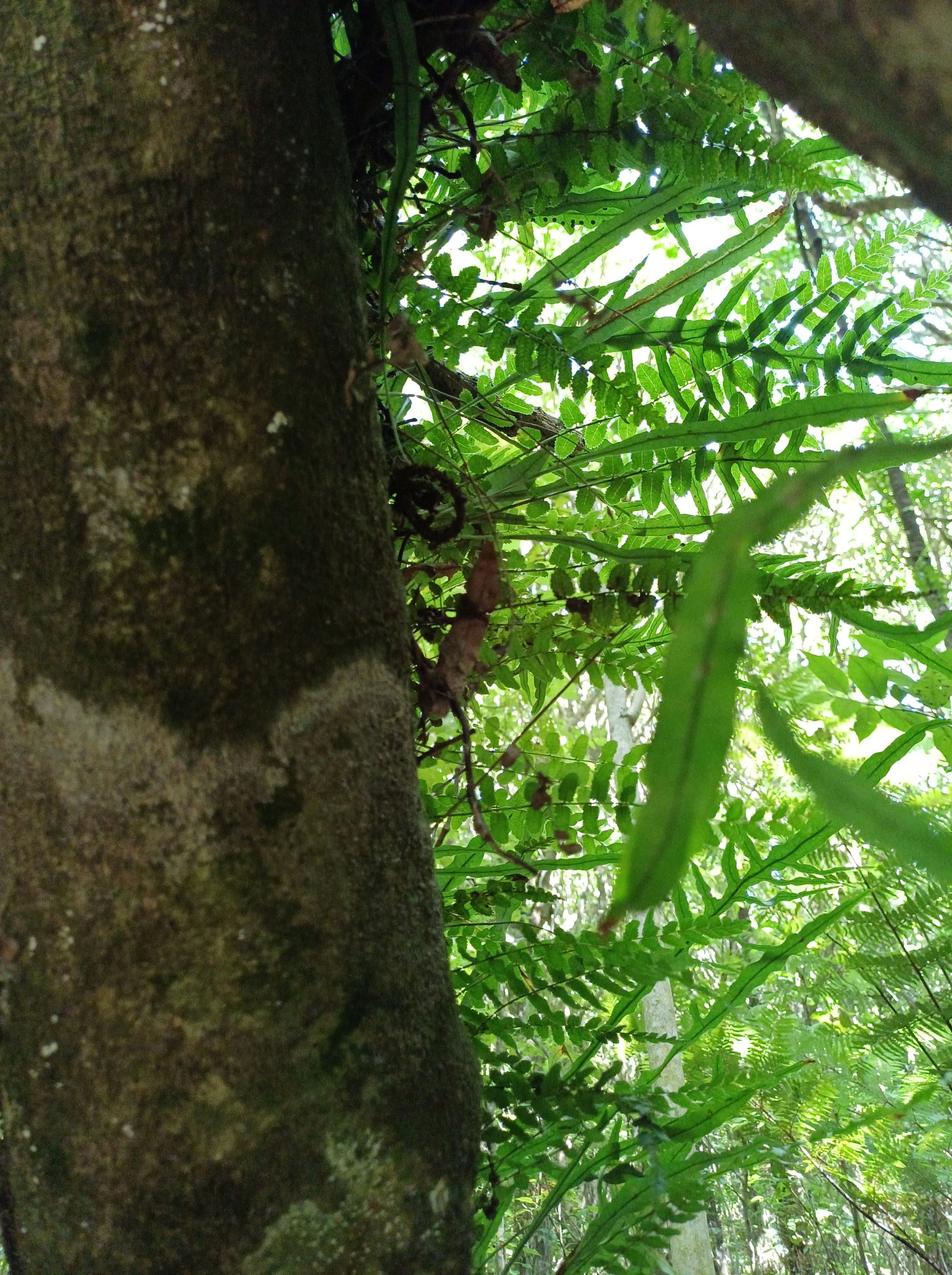 Redwood Bush 2025 ferns