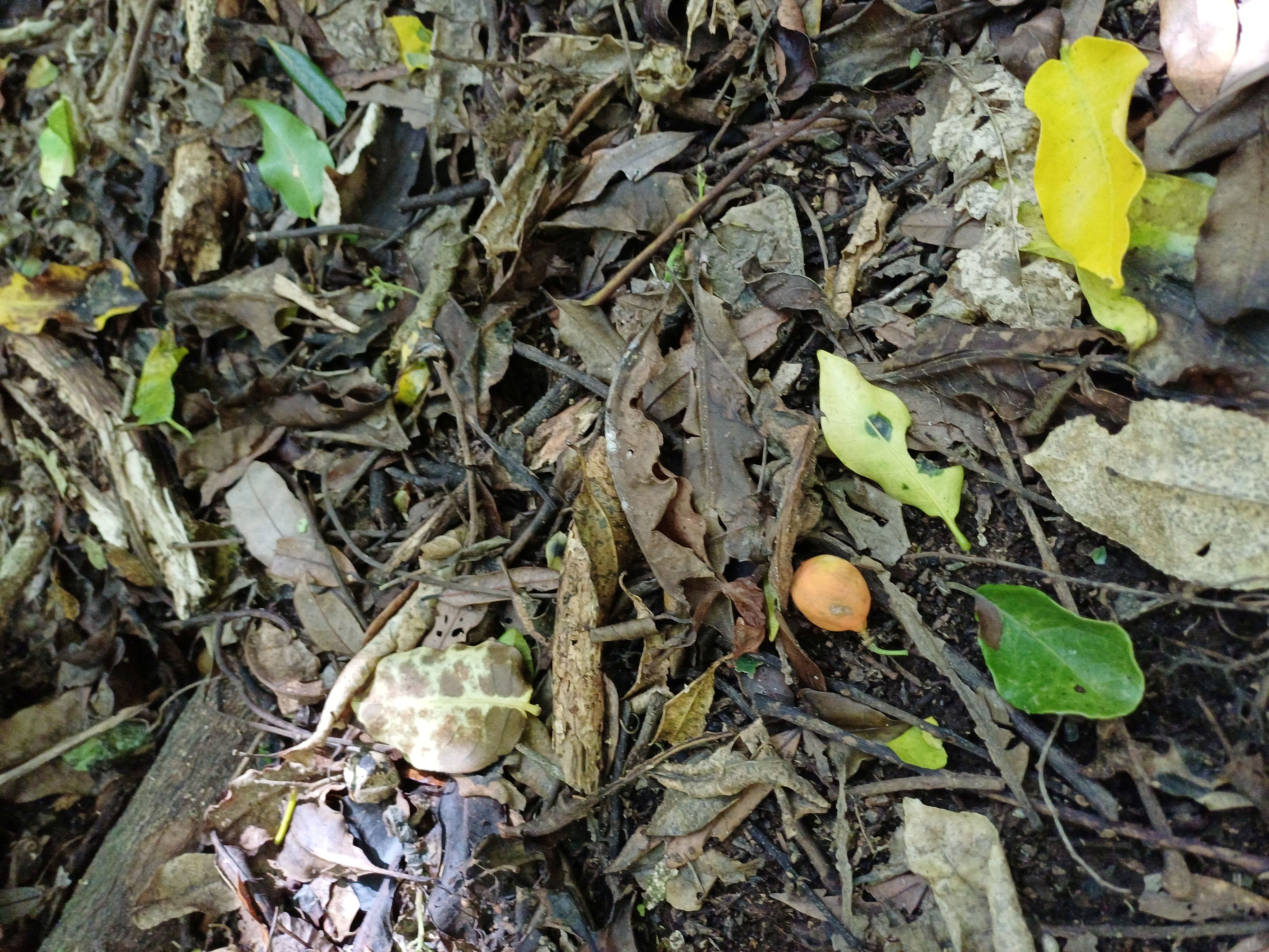 Redwood Bush 2025 Forest floor leaves and fruit