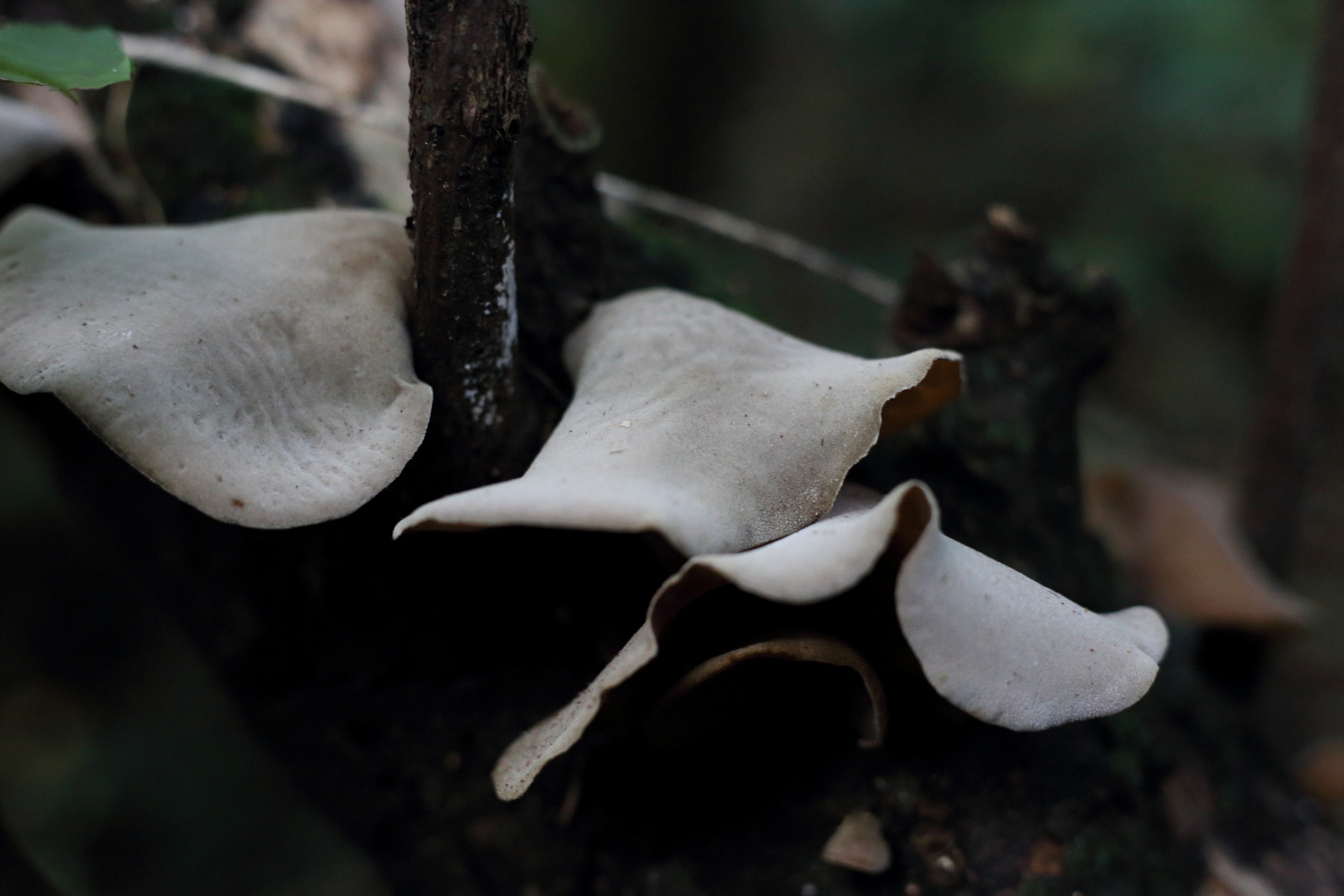 Redwood Bush 2025 fungi (2)