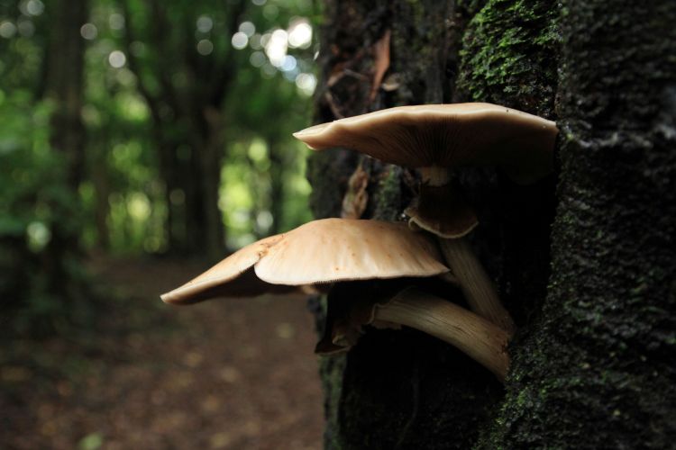 Redwood Bush 2025 fungi on trunk