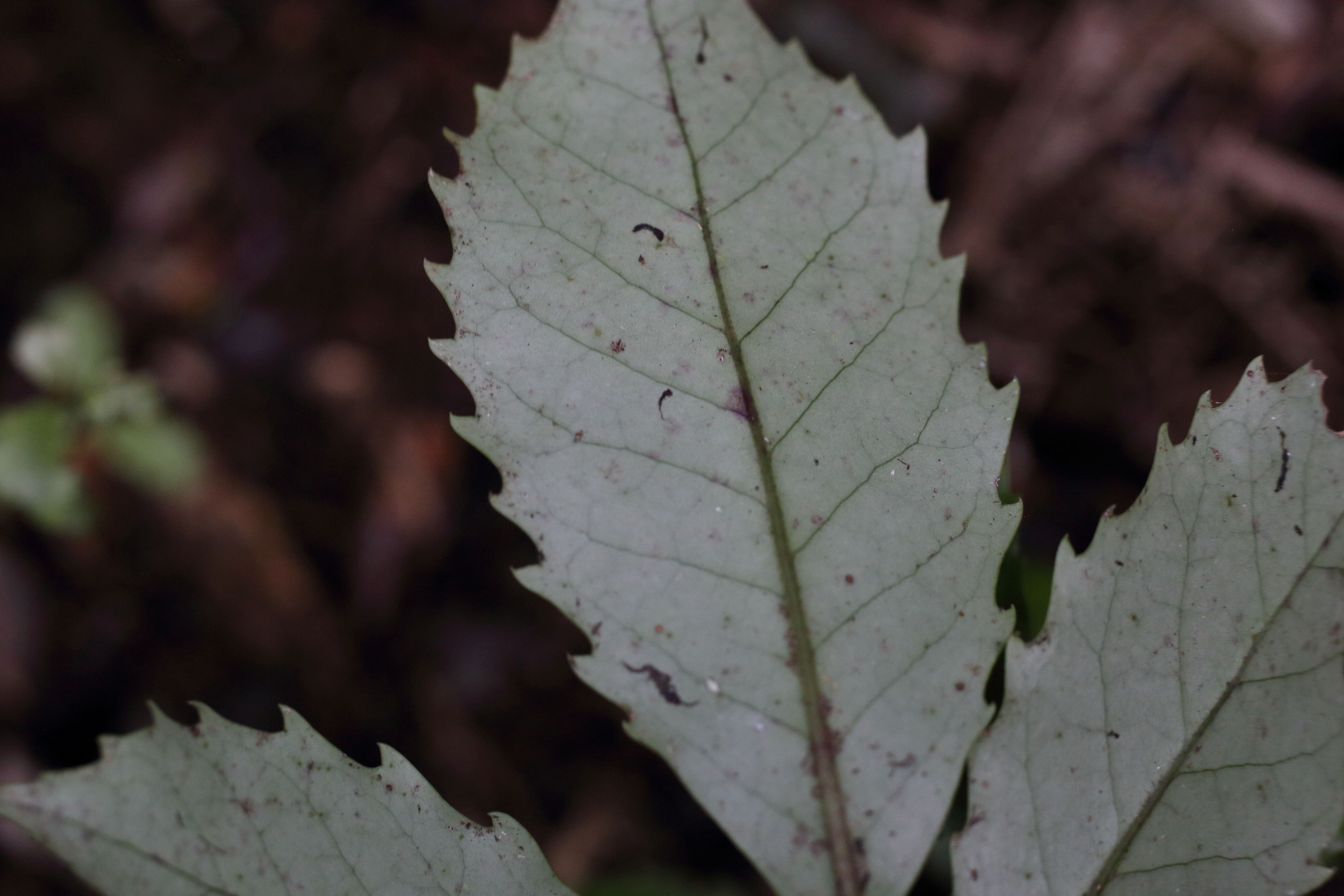 Redwood Bush 2025 Heketara