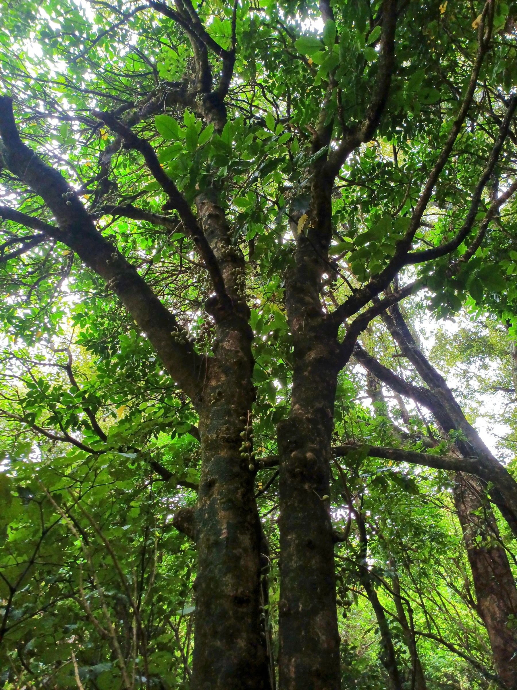 Redwood Bush 2025 Kohekohe fruiting
