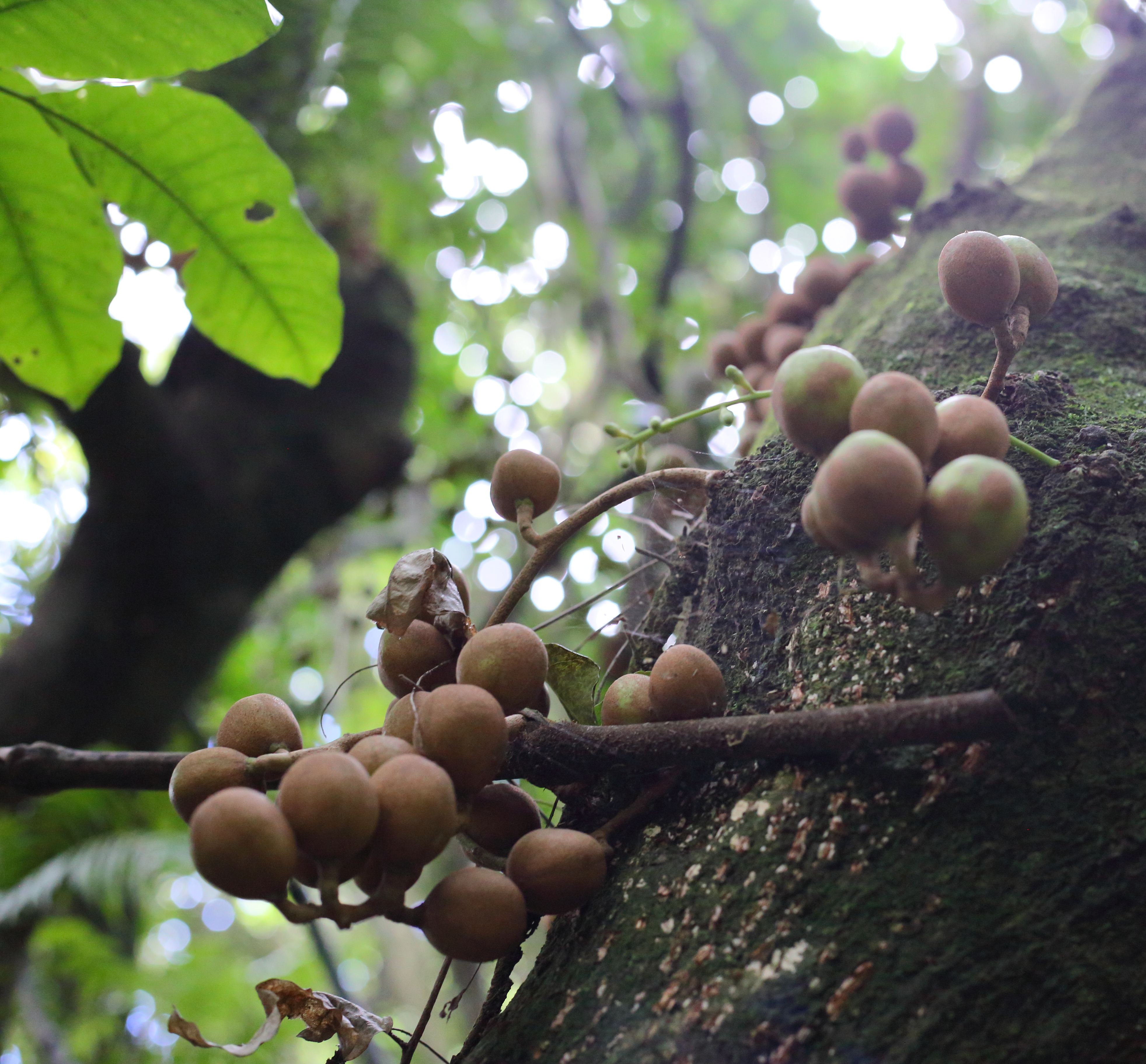 Redwood Bush 2025 Kohekohe fruit June 2025