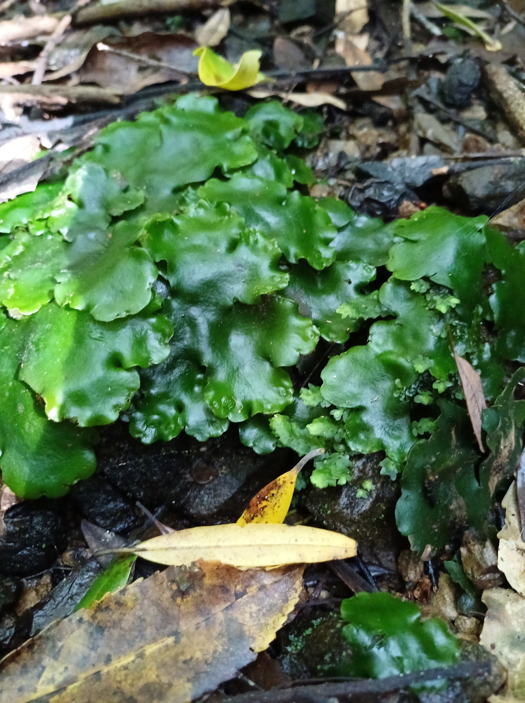 Redwood Bush 2025 liverwort