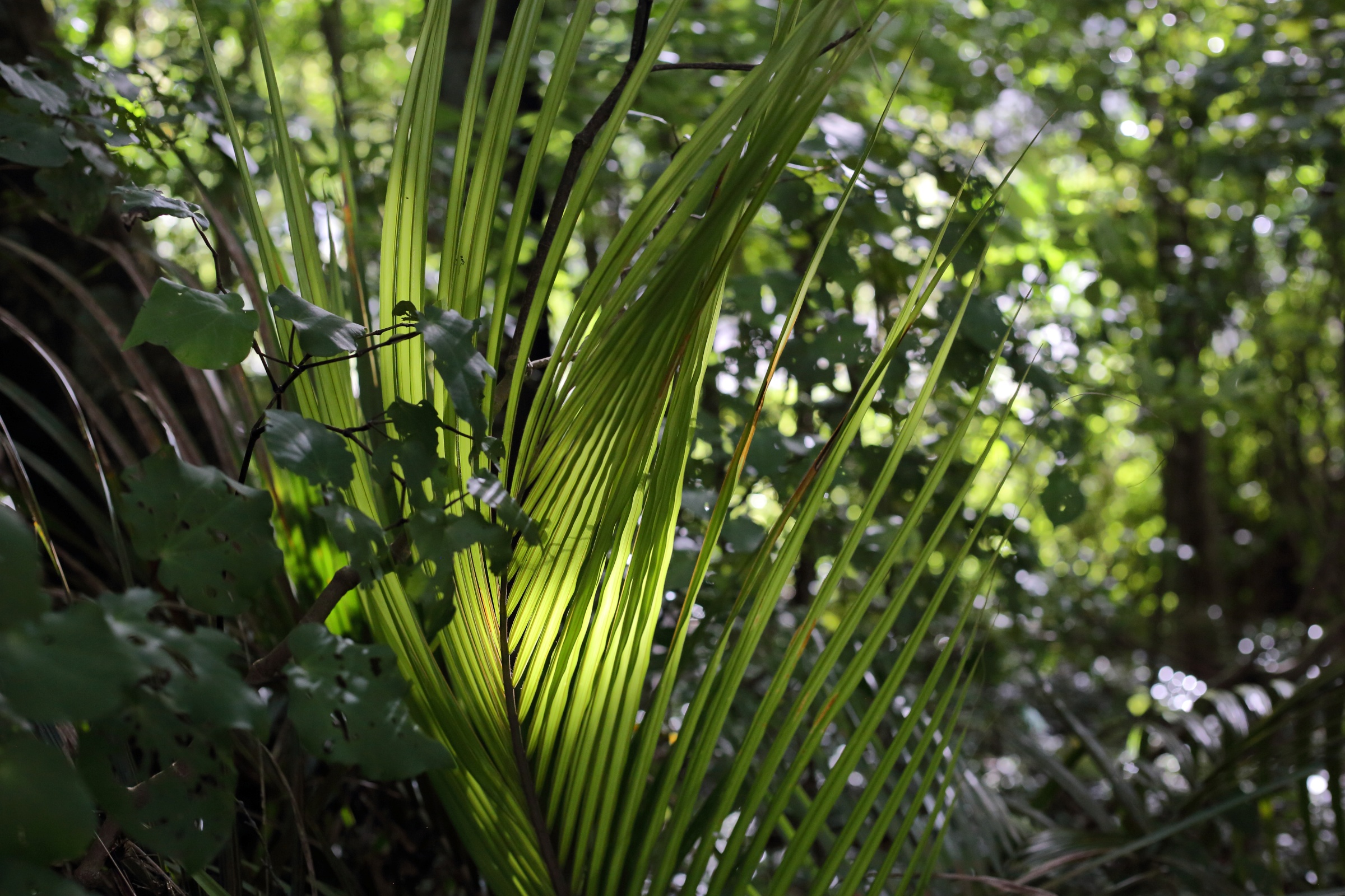 Redwood Bush 2025 Nikau