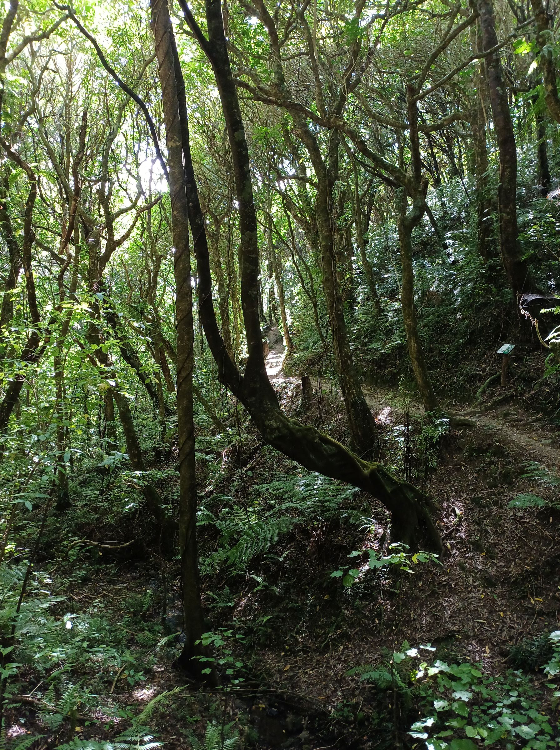 Redwood Bush 2025 Path