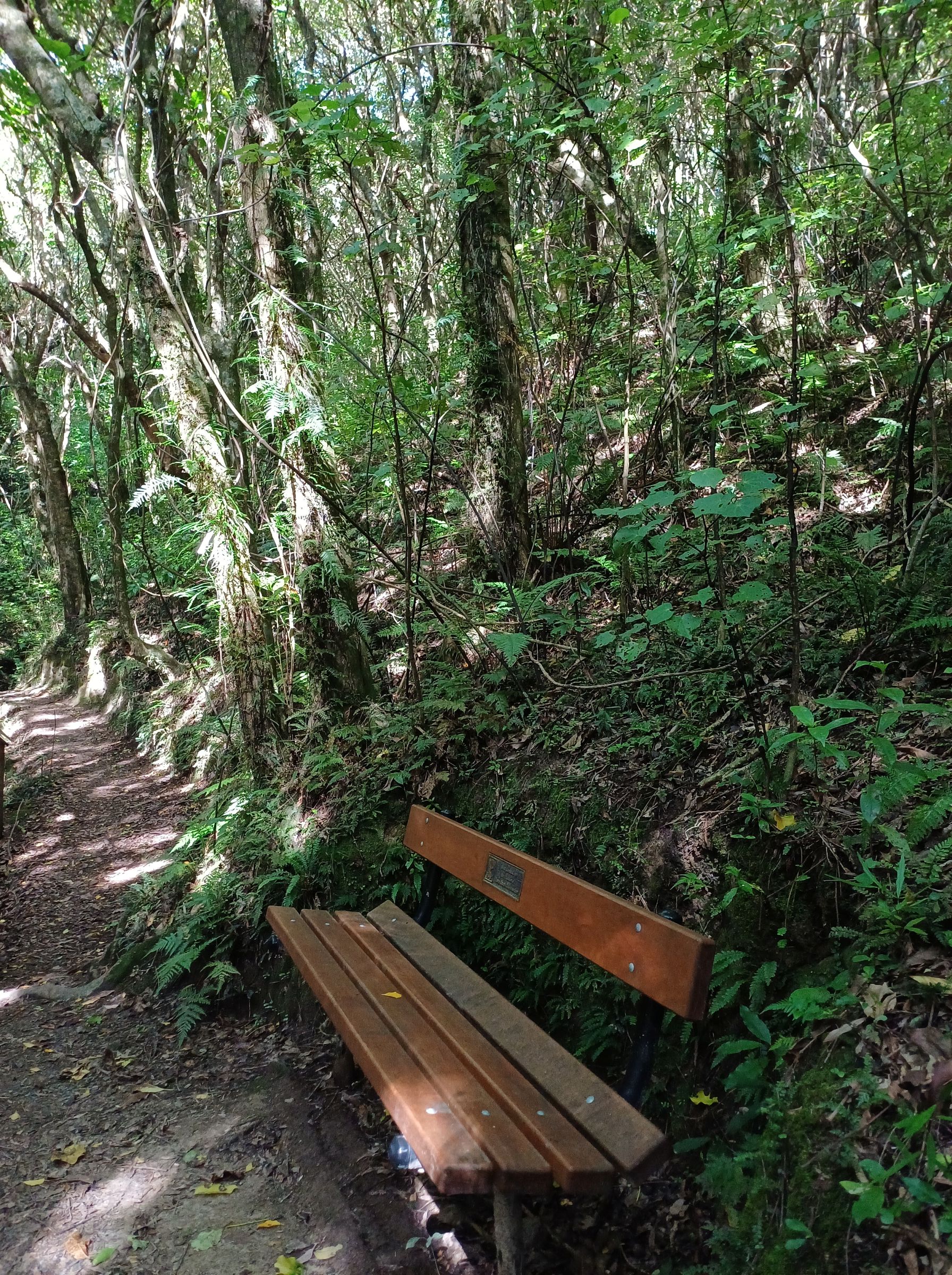 Redwood Bush 2025 path and seat