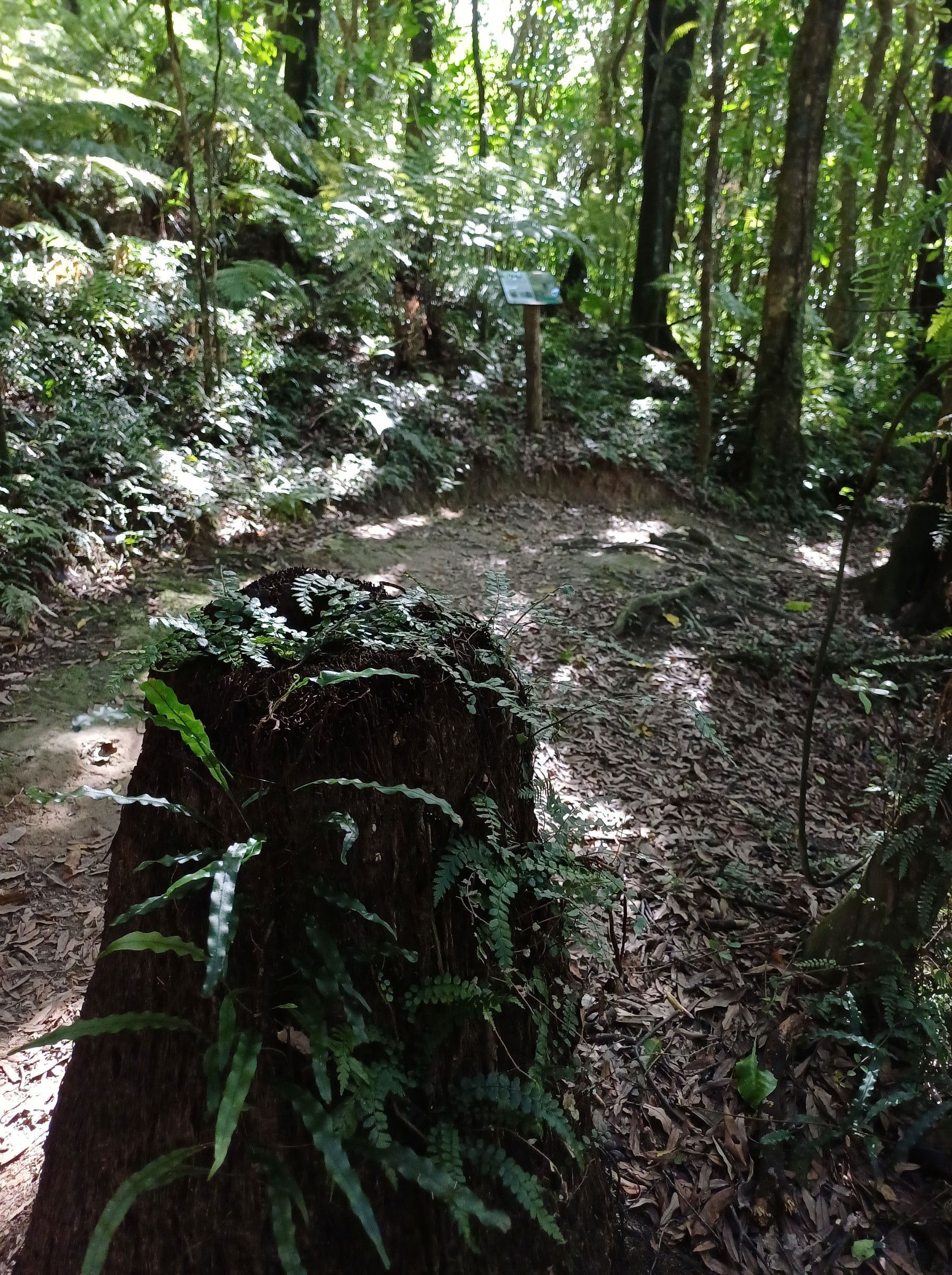 Redwood Bush 2025 path and signs and ferns