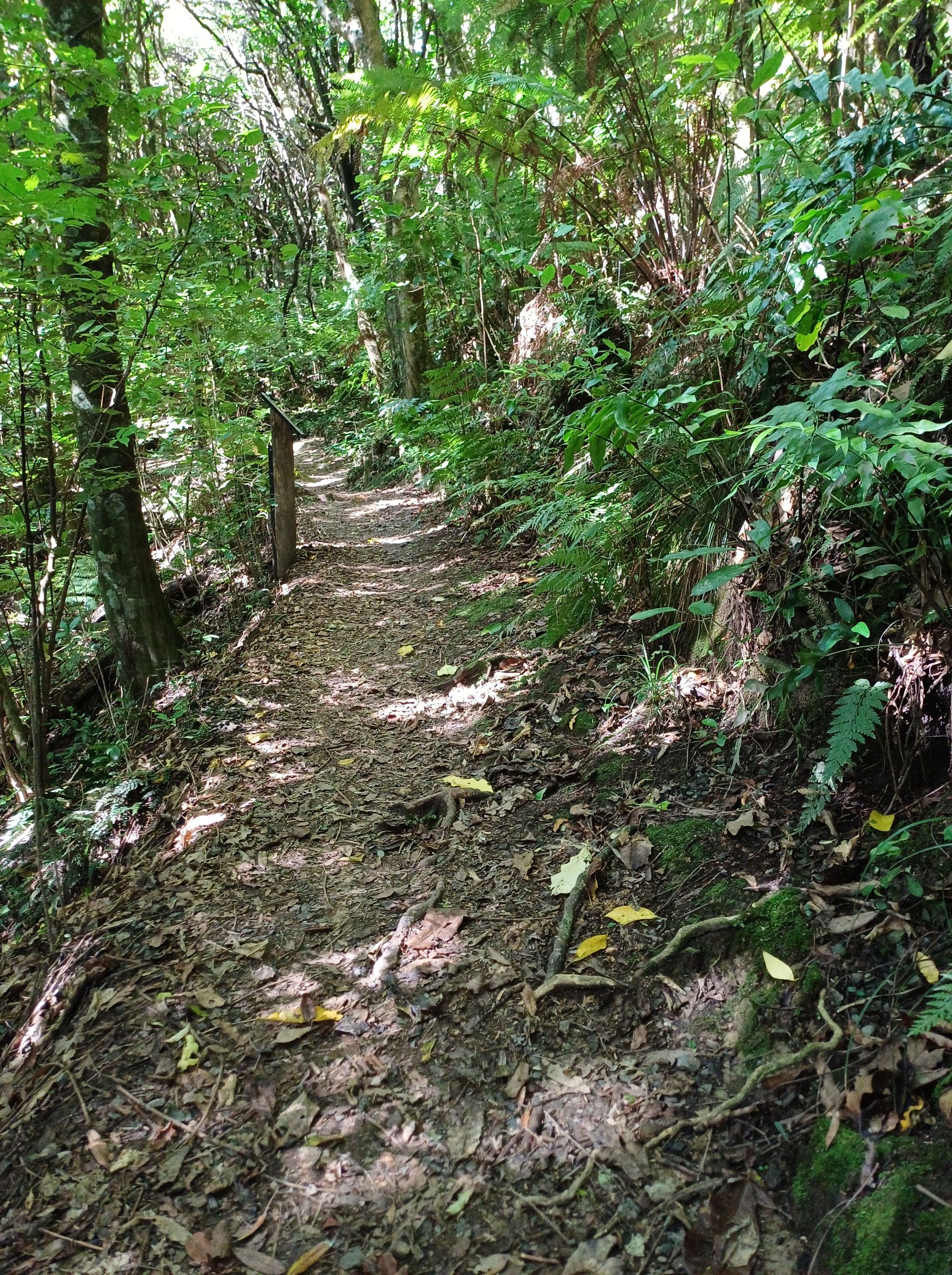 Redwood Bush 2025 path