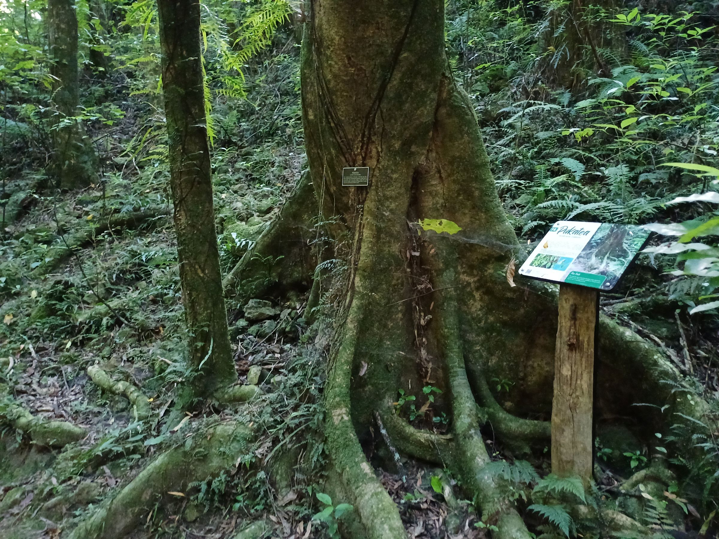 Redwood Bush 2025 pukatea