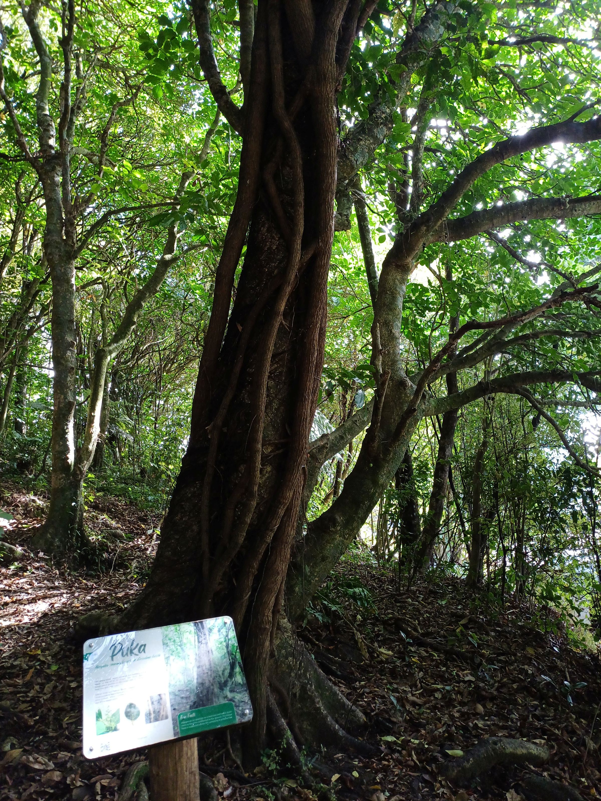 Redwood Bush 2025 Puka