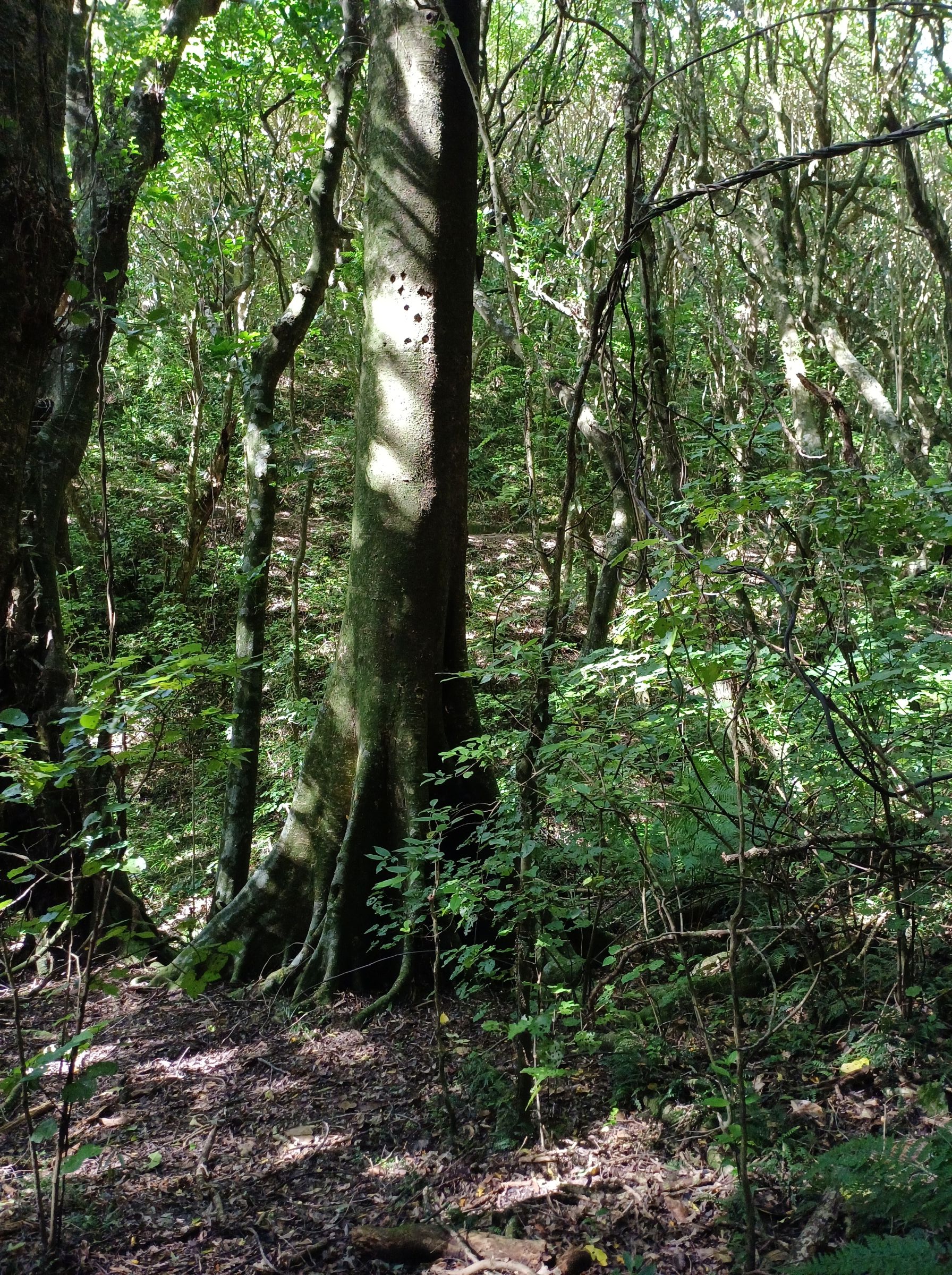 Redwood Bush 2025 pukatea