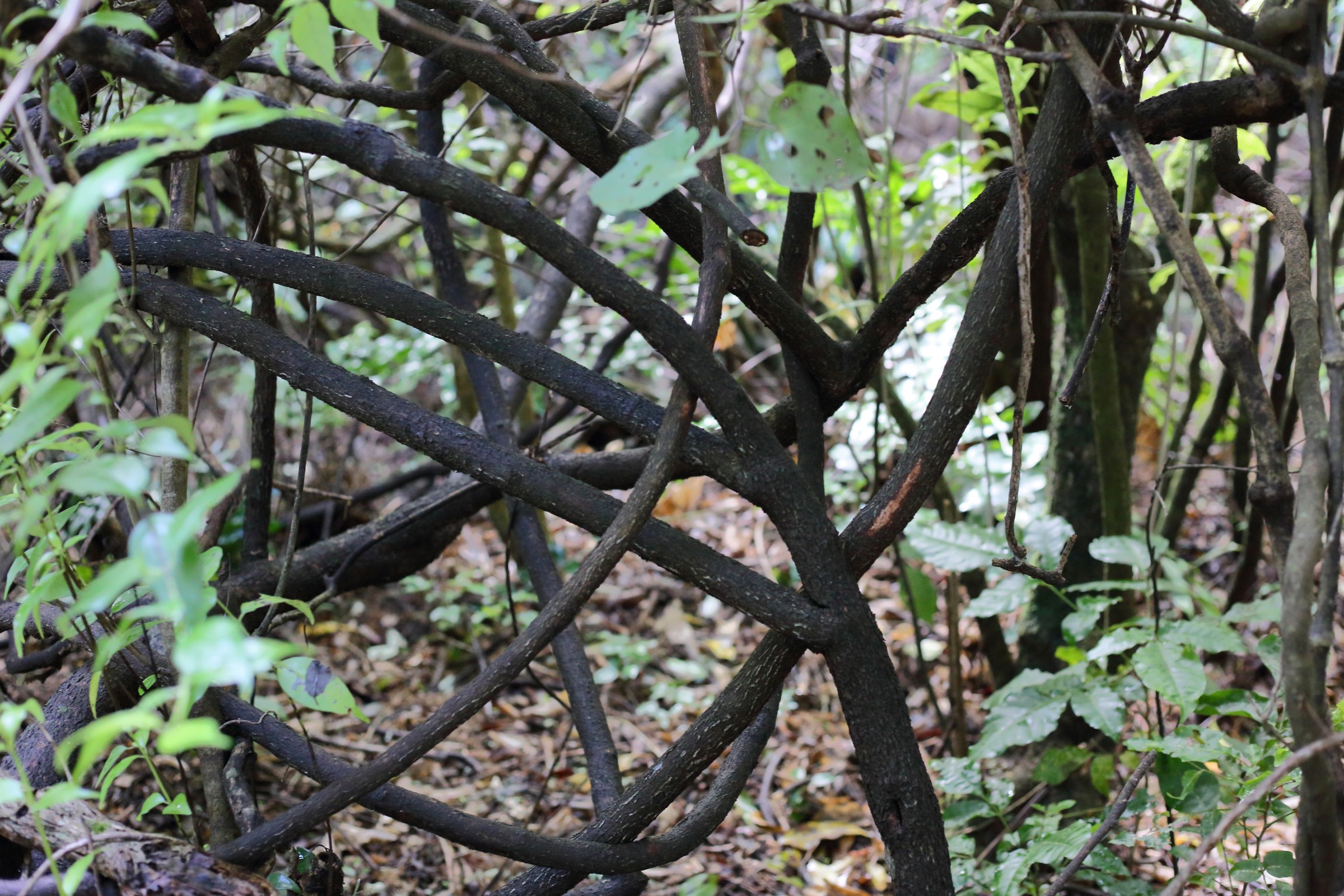 Redwood Bush 2025 Supplejack vine