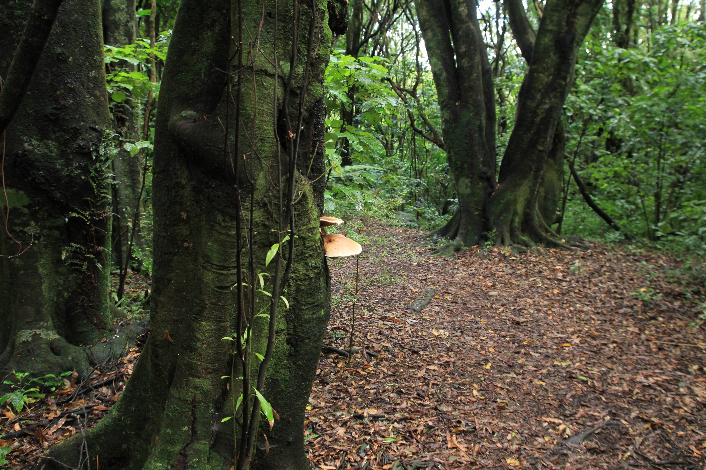 Tawa trees and fungi